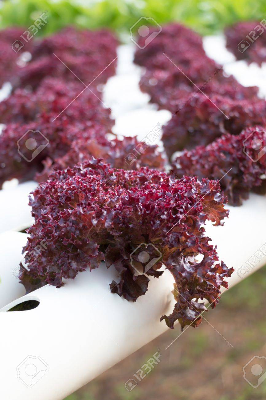 カオ ヤイ タイで水耕栽培農場の新鮮な紫レタス の写真素材 画像素材 Image