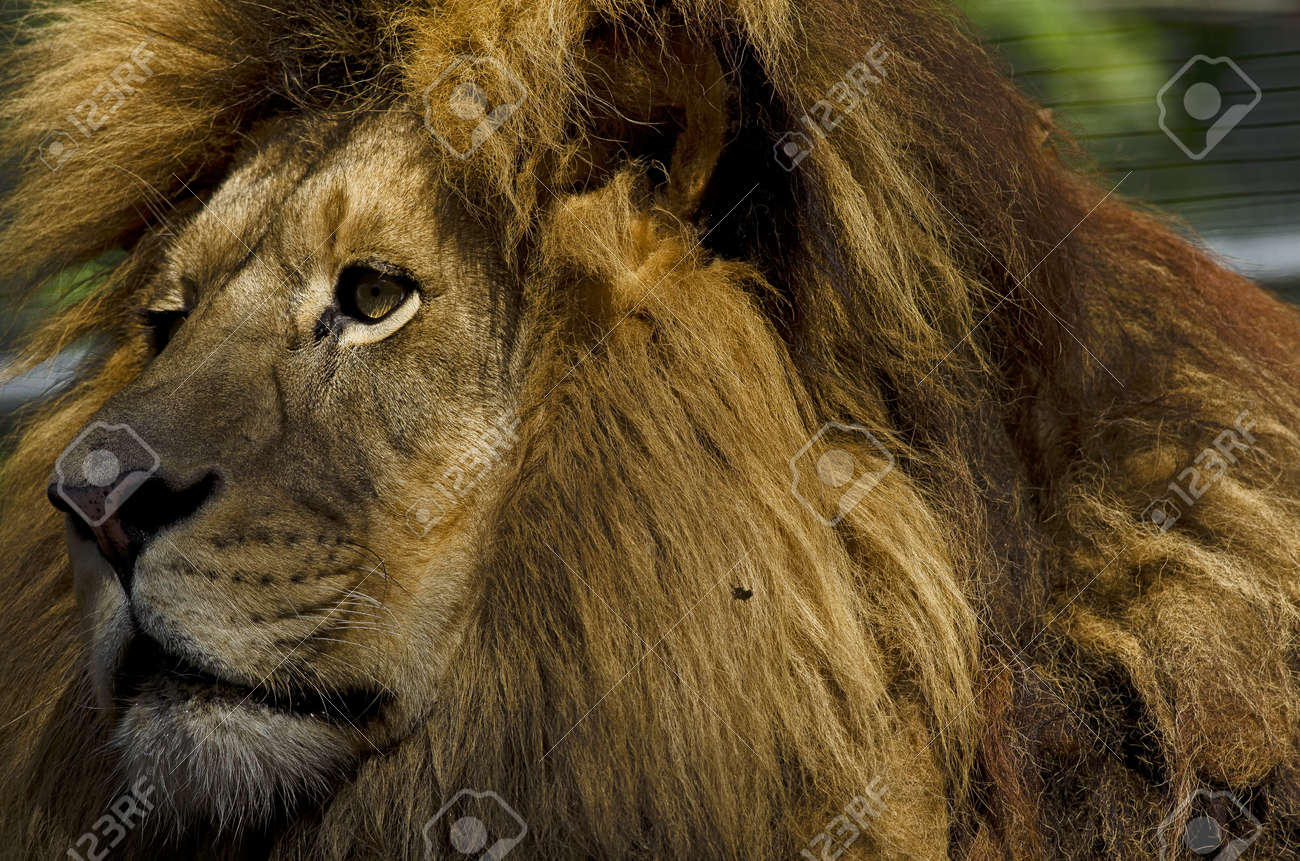 捕われの身でライオン ライオン の写真 の写真素材 画像素材 Image 捕われの身でライオン ライオン の写真 の写真素材 画像素材 Image