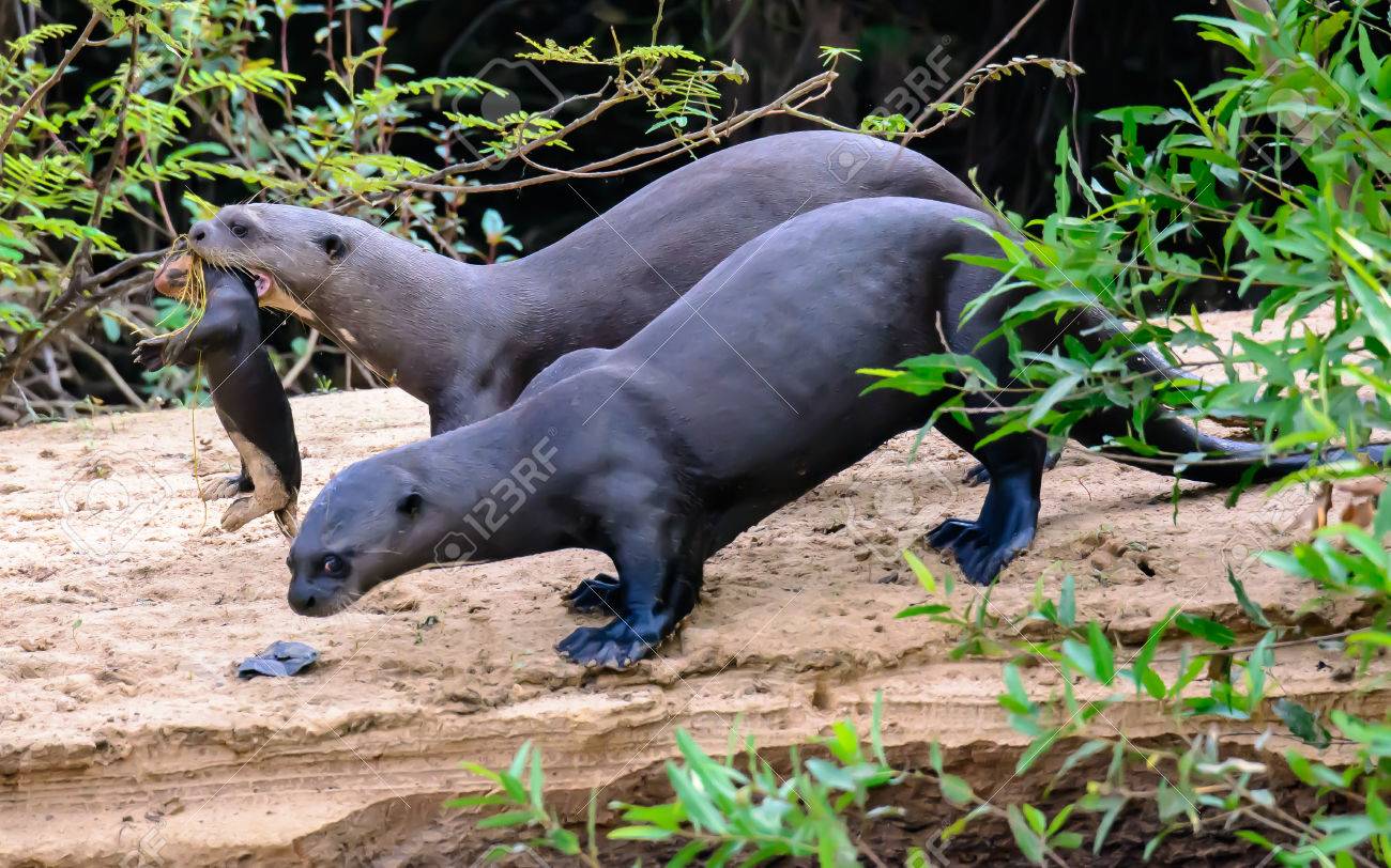 Giant Otter Family With Kit Stock Photo Picture And Royalty Free