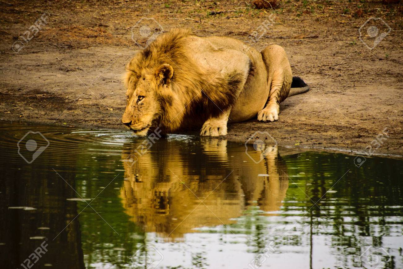 Lion Male Et Reflet Au Point D Eau Banque D Images Et Photos Libres De Droits Image