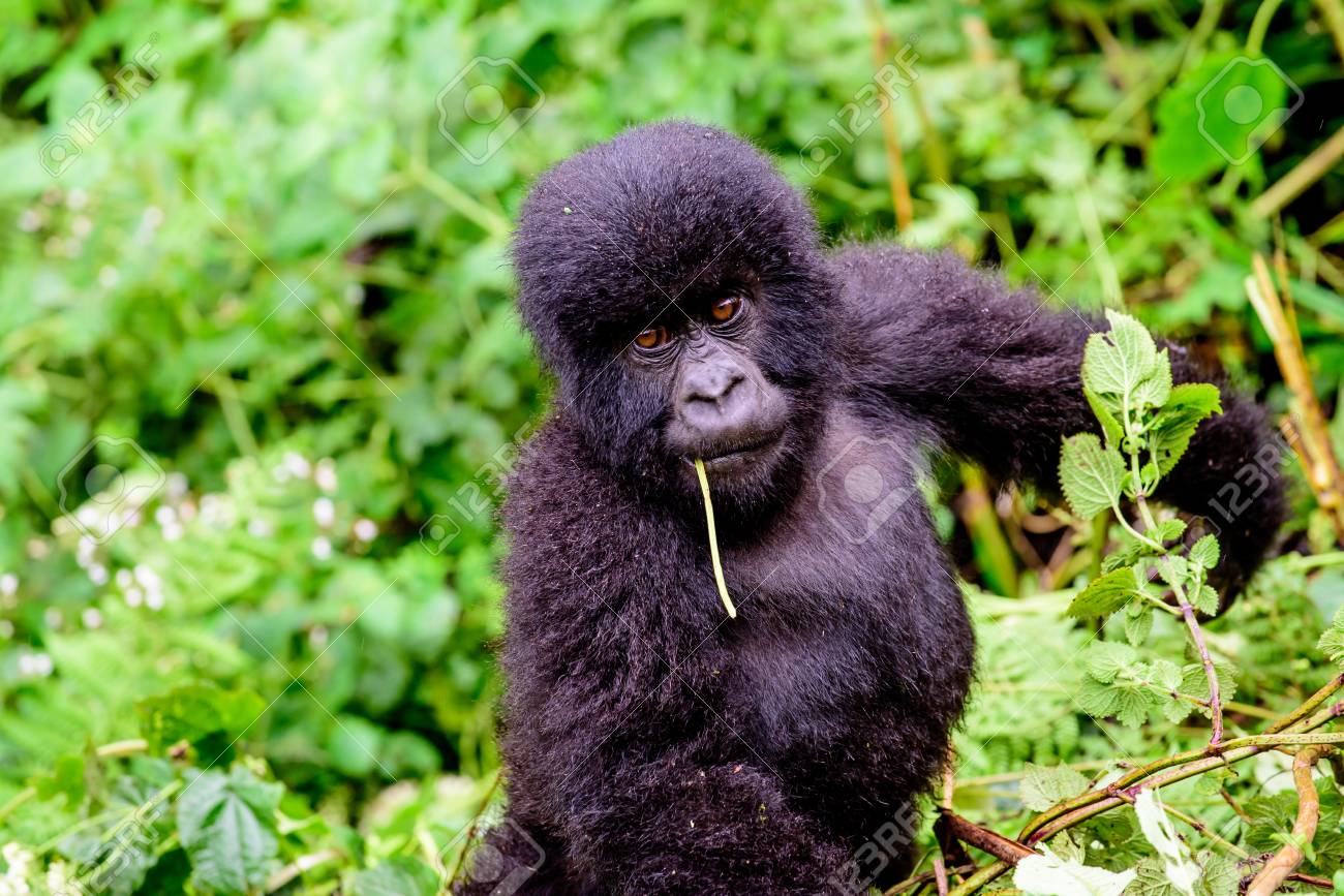 かわいい赤ちゃんマウンテン ゴリラ の写真素材 画像素材 Image