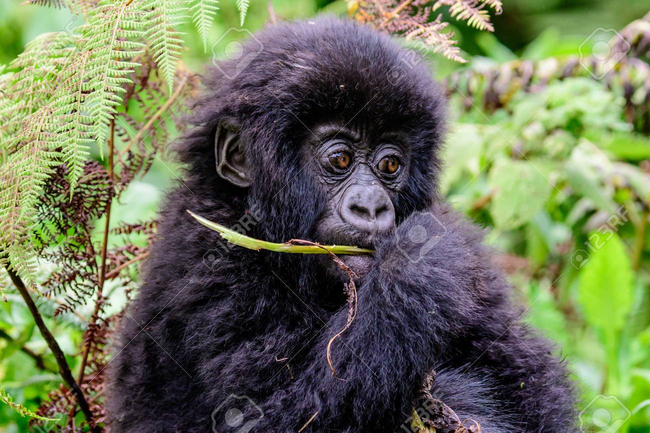 かわいい赤ちゃんマウンテン ゴリラの餌 の写真素材 画像素材 Image
