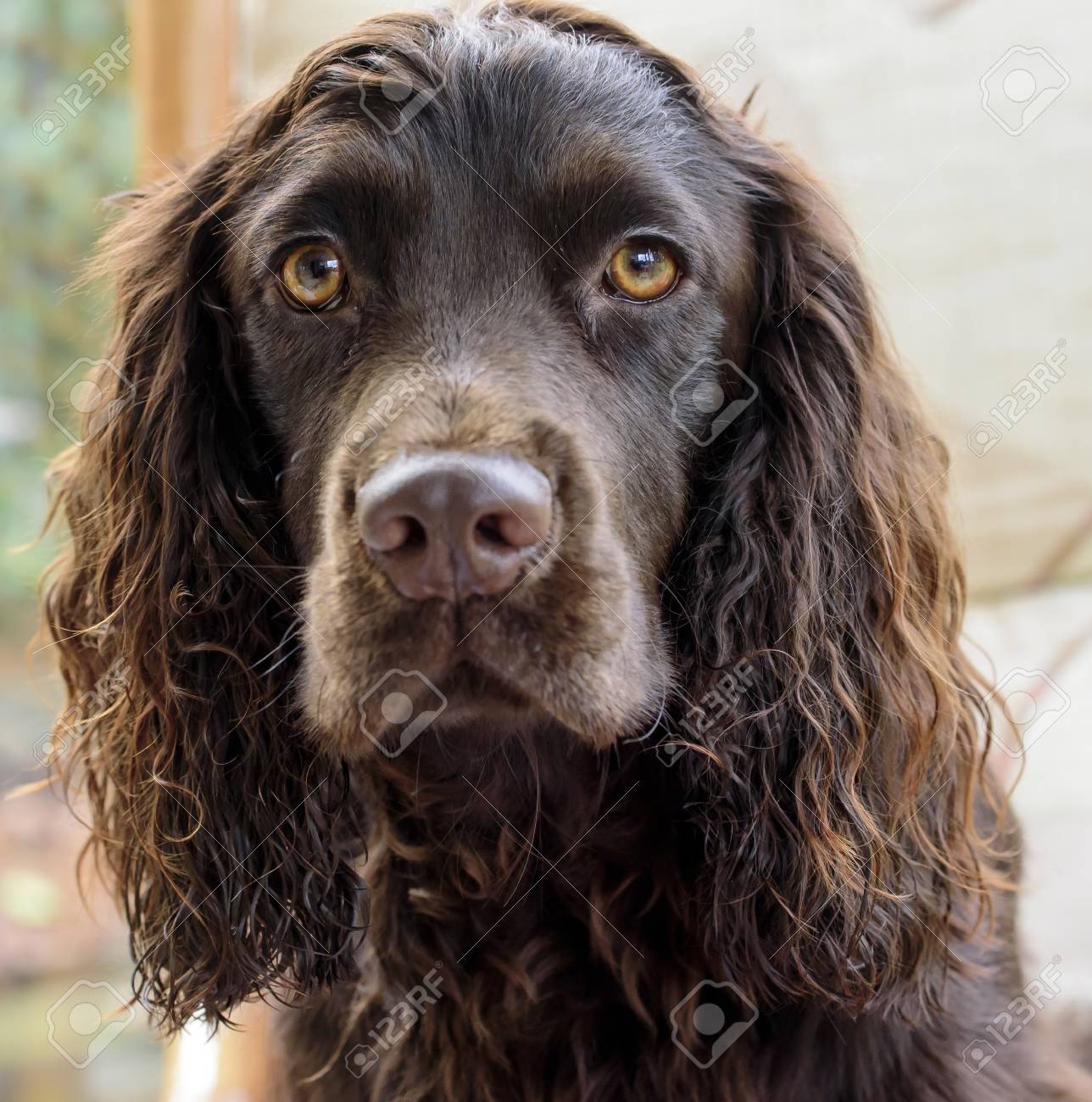 chocolate show cocker spaniel