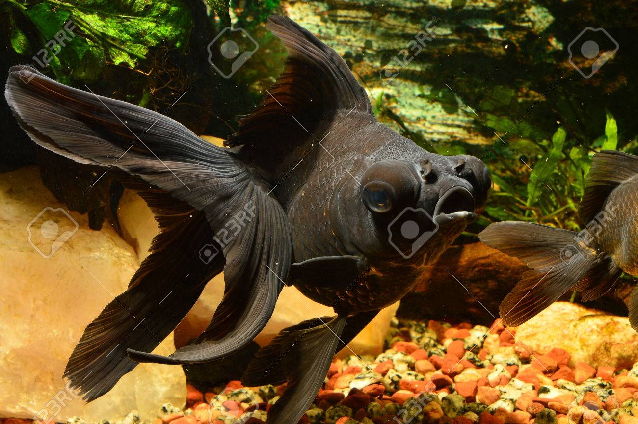 black moor goldfish stock photo picture and royalty free image black moor goldfish full size