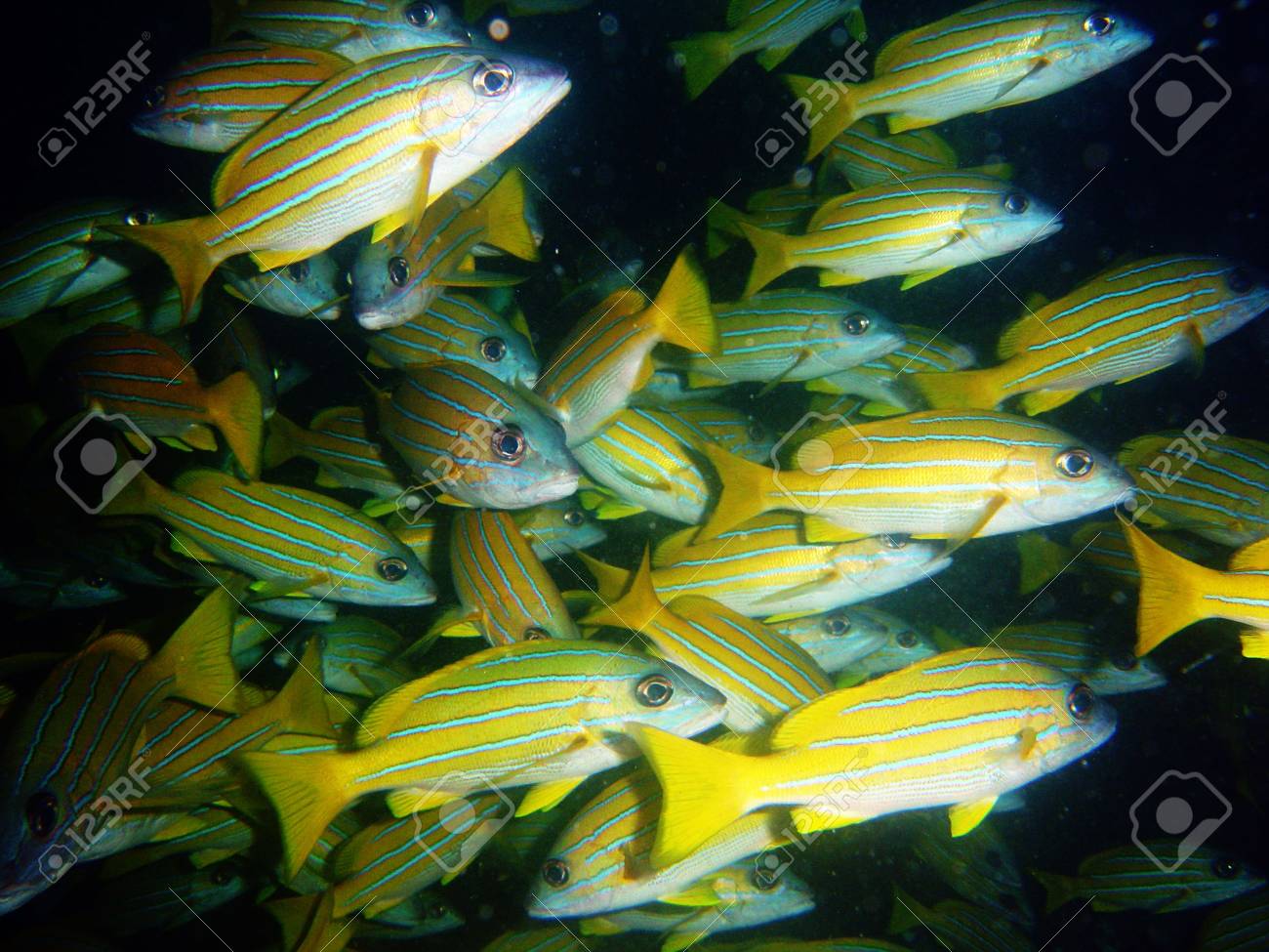 etiam-dictum-ipsum-a-felis