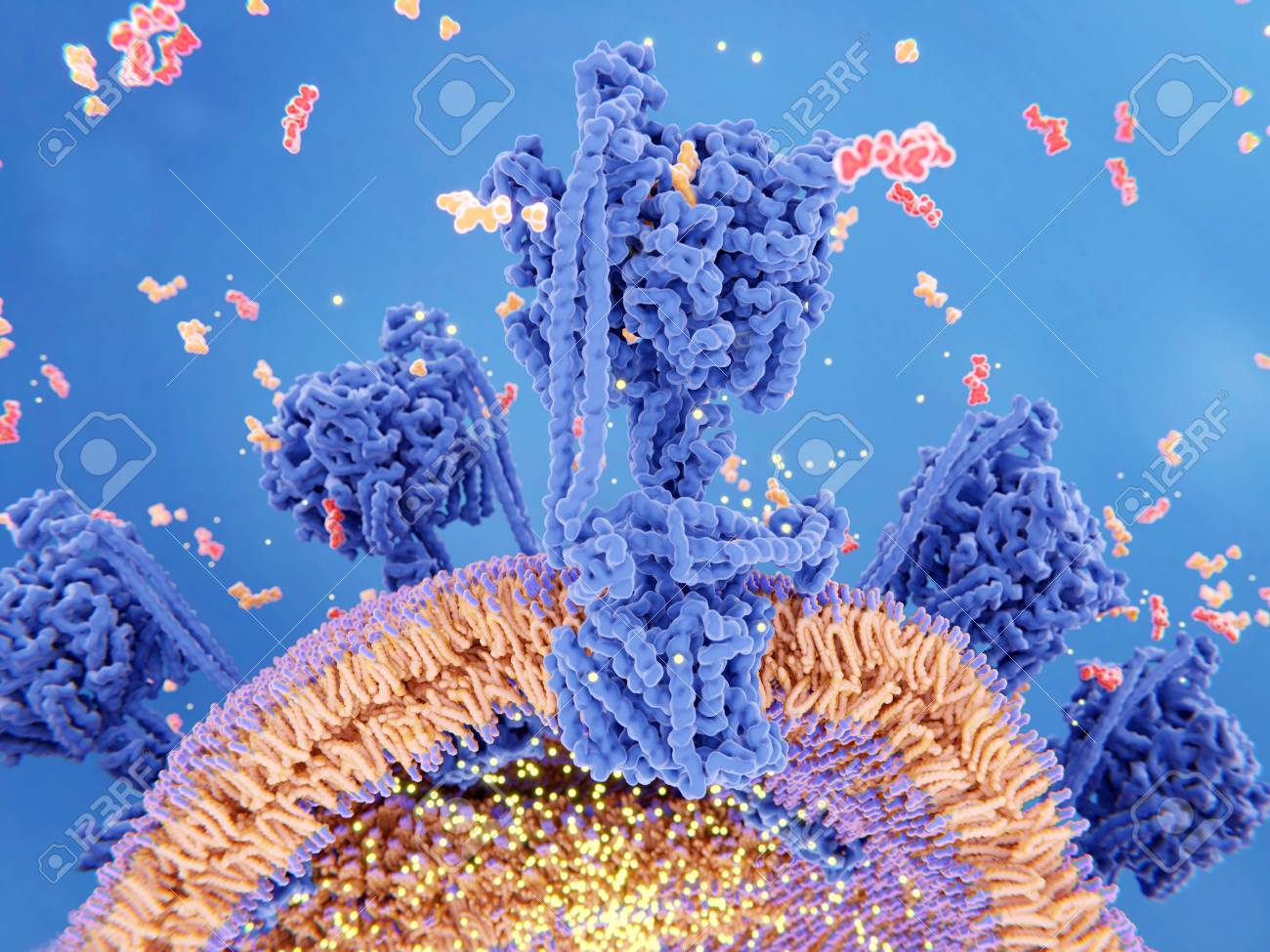 3d illustration of the ATP synthesis in a mitochondrion. ATP synthase couples ATP (red) synthesis from ADP and inorganic phosphate (orange) to a proton gradient (light points) created across the mitochondrial membrane during cellular respiration. - 103011538 3d illustration of the ATP synthesis in a mitochondrion. ATP synthase couples ATP (red) synthesis from ADP and inorganic phosphate (orange) to a proton gradient (light points) created across the mitochondrial membrane during cellular respiration. - 103011538