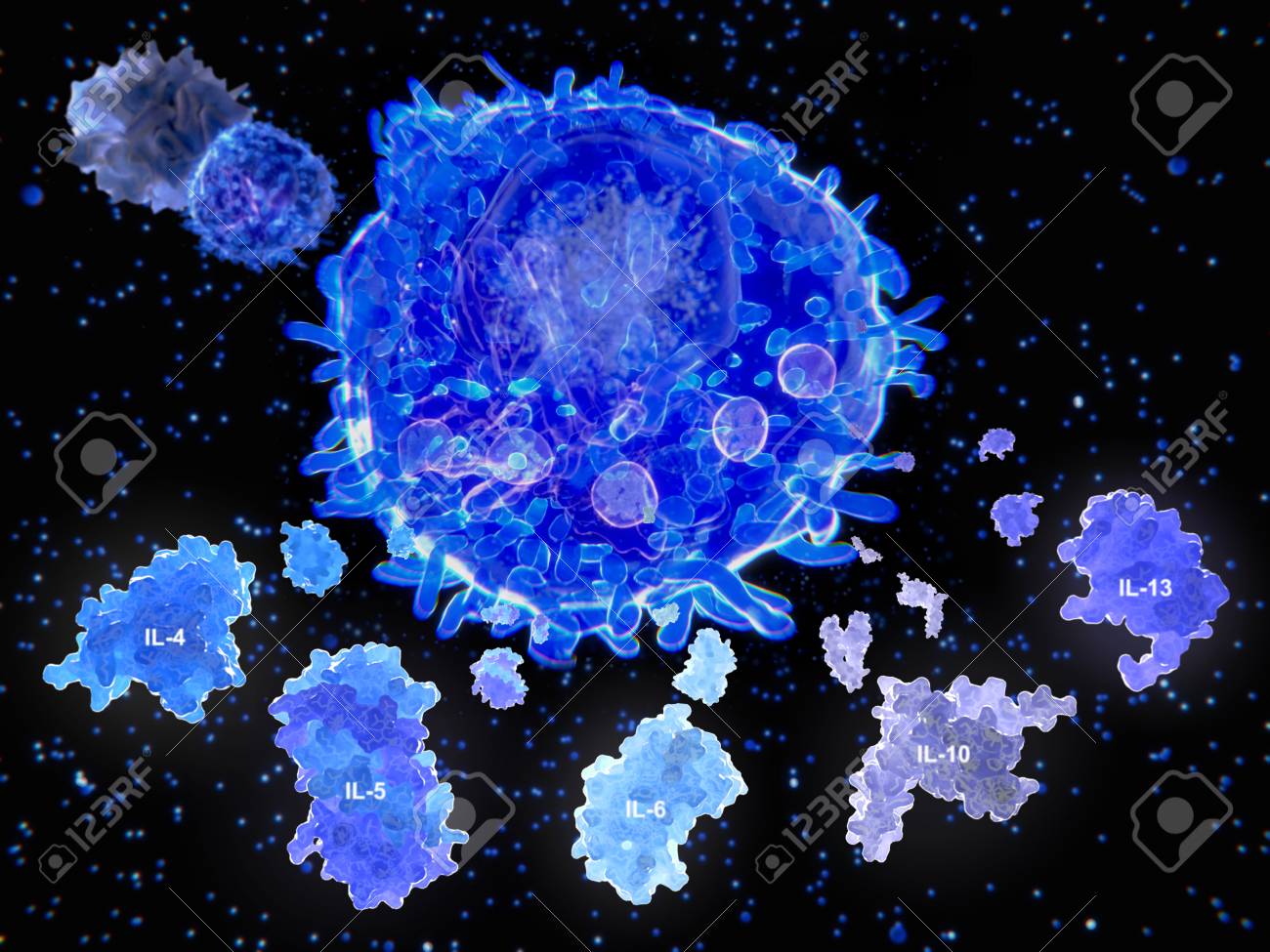 An activated T helper cell segregates the cytokines IL-4, IL-5, IL-6, IL-9, IL-10 and IL-13, leading to B cell antibody class switching, activation of cytotoxic T cells, and maximazing the bactericidal activity of phagocytes such as macrophages. Source: PDB entries 2B8U, 3VA2, 1ALU, 2H24, 3BPO - 126486974 An activated T helper cell segregates the cytokines IL-4, IL-5, IL-6, IL-9, IL-10 and IL-13, leading to B cell antibody class switching, activation of cytotoxic T cells, and maximazing the bactericidal activity of phagocytes such as macrophages. Source: PDB entries 2B8U, 3VA2, 1ALU, 2H24, 3BPO - 126486974