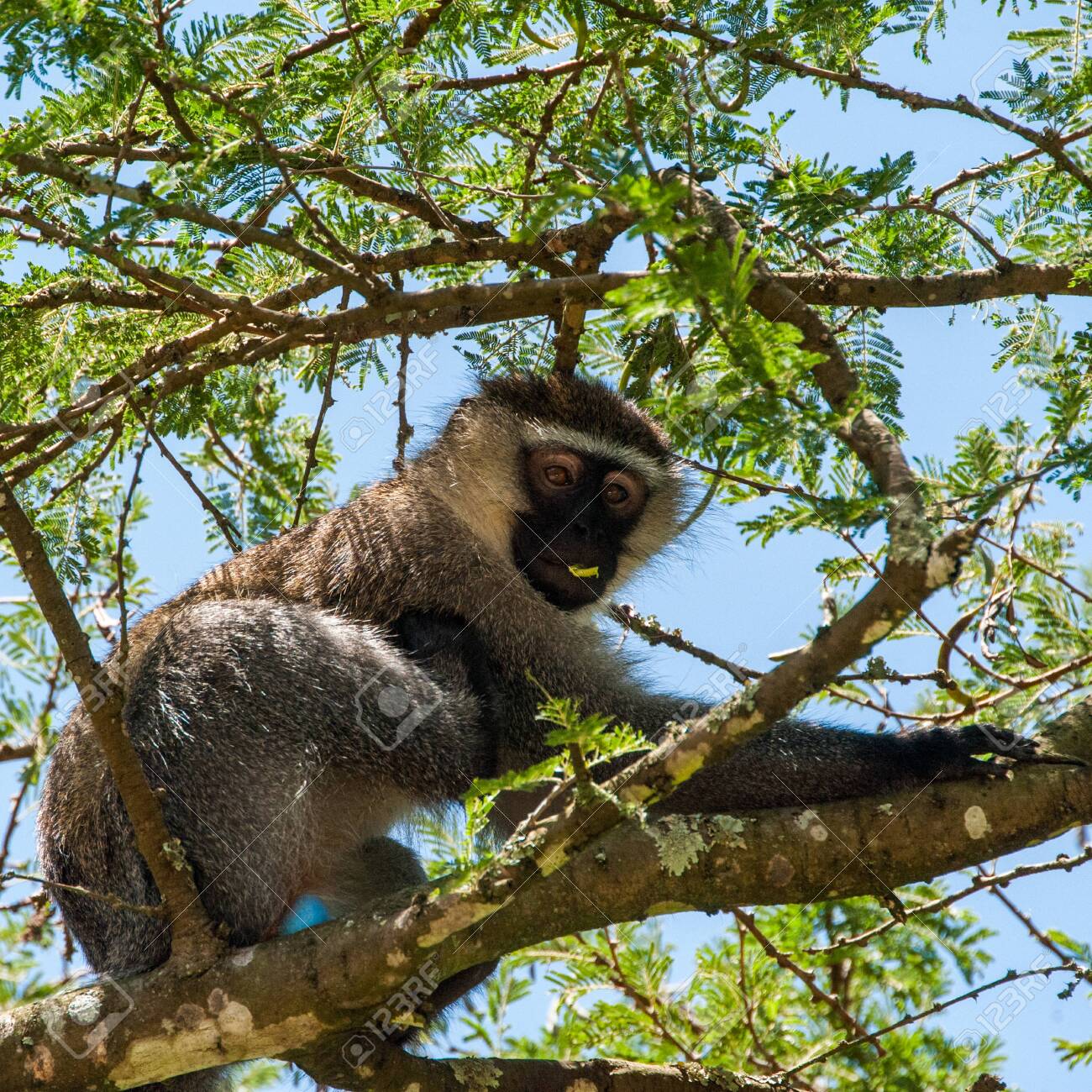 etiam-dictum-ipsum-a-felis