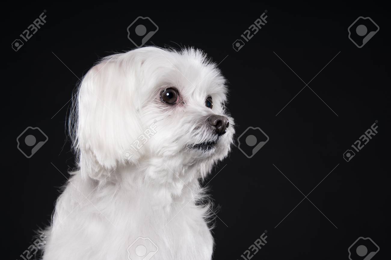 かわいい白の子犬はスタジオ マルチーズ犬のポーズ の写真素材 画像素材 Image かわいい白の子犬はスタジオ マルチーズ犬のポーズ の写真素材 画像素材 Image