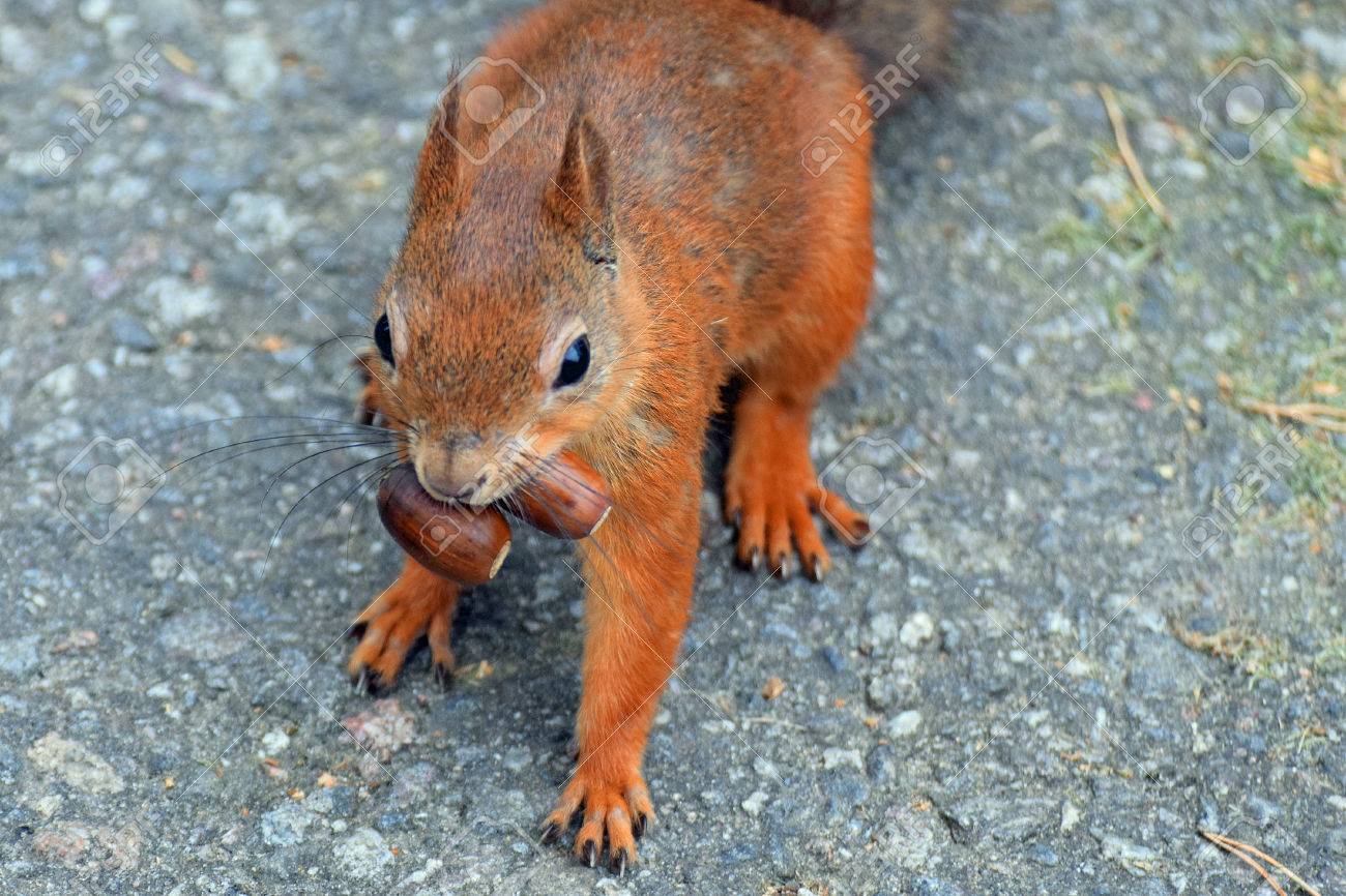 貪欲なリス リスには 口の 2 つのドングリがあります の写真素材 画像素材 Image