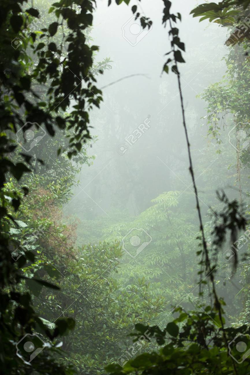 モンテベルデ雲霧林の霧深い雨林予約コスタリカ の写真素材 画像素材 Image