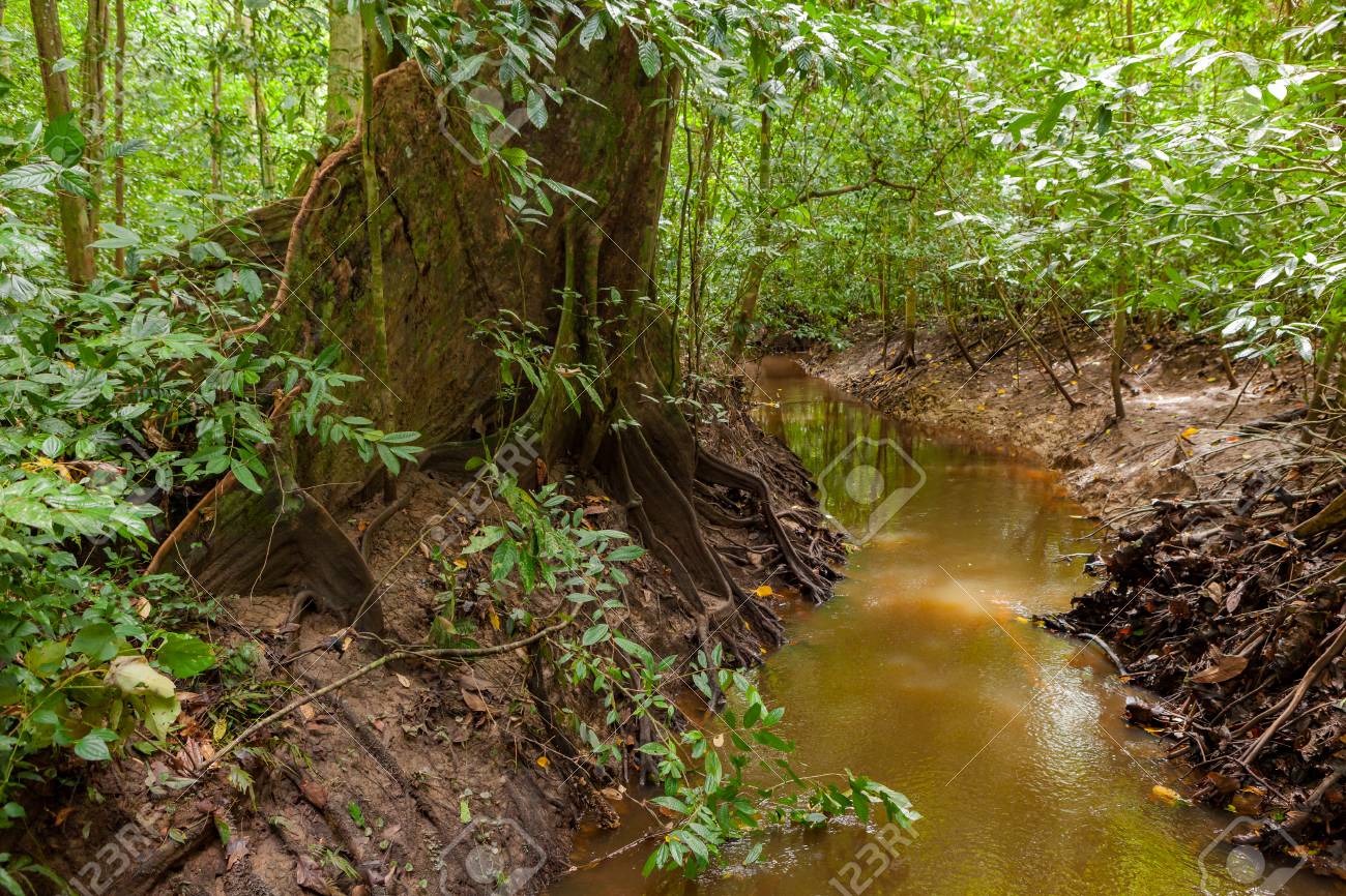 ボルネオ島の小さなジャングルの川 の写真素材 画像素材 Image