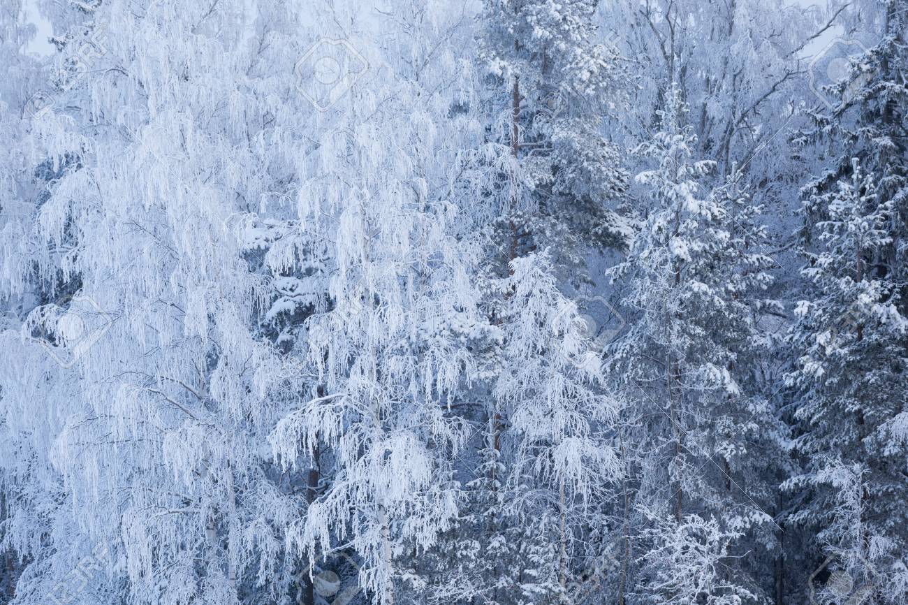 霜雪に覆われた木々自然の冬のシーン の写真素材 画像素材 Image
