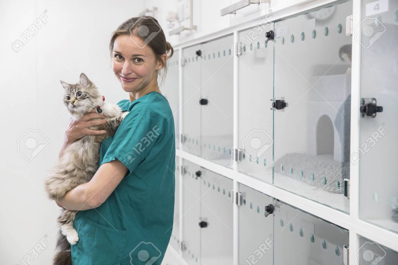 nurse holding pet cat in recovery room of vet surgery smiling recovery room nurse