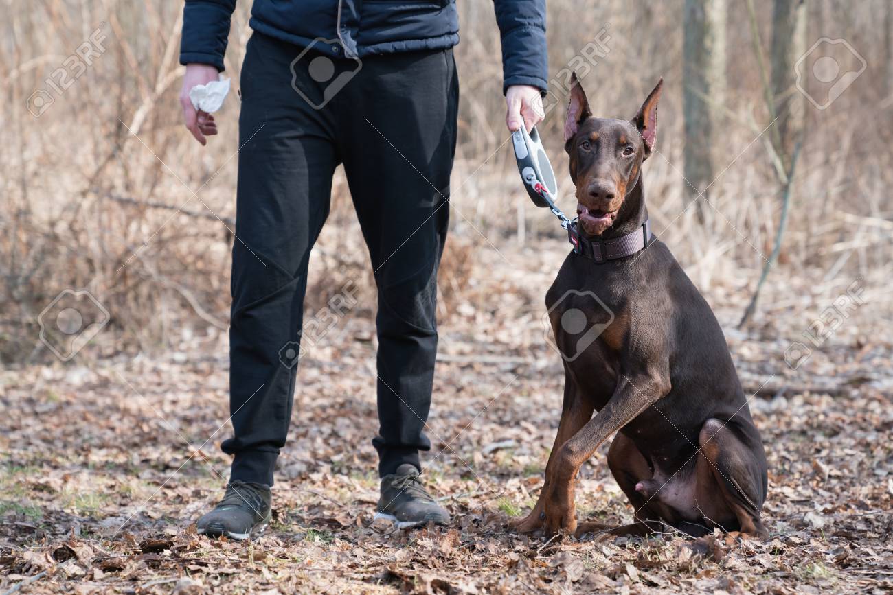 largest doberman pinscher