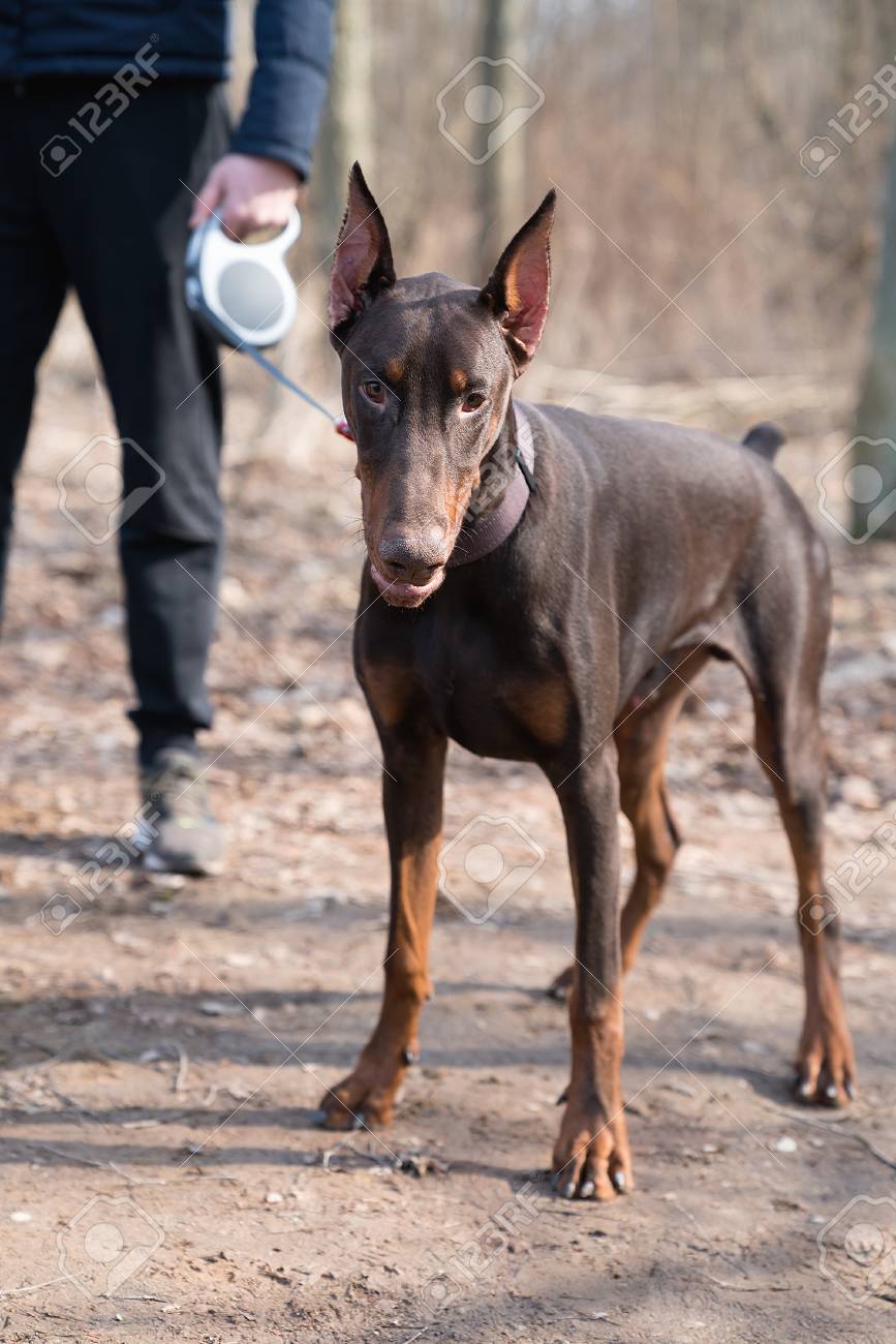largest doberman pinscher