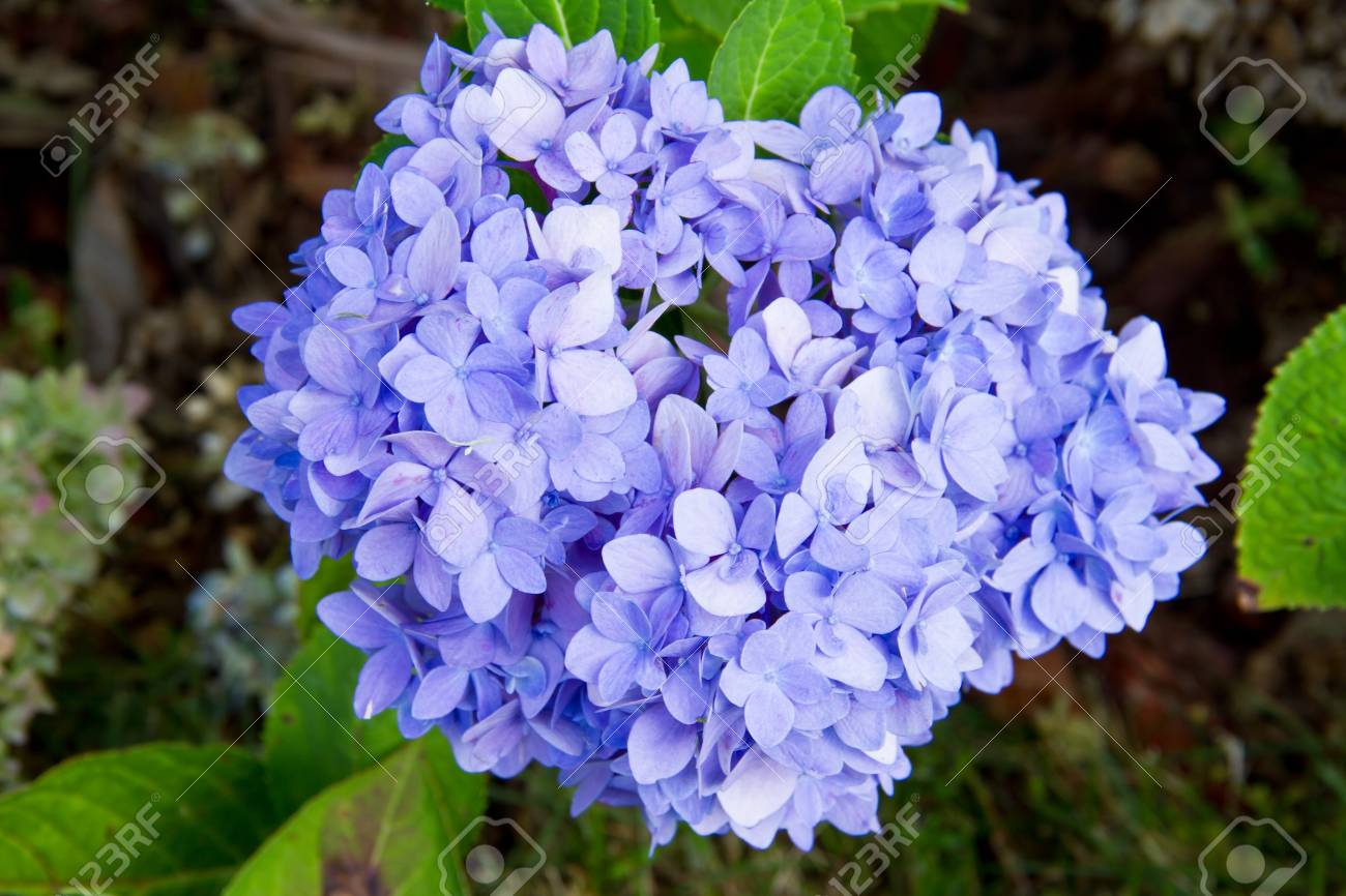 紫陽花の庭 の写真素材 画像素材 Image