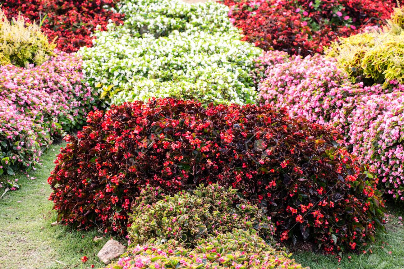 Begonia Garden Stock Photo Picture And Royalty Free Image Image 26130571
