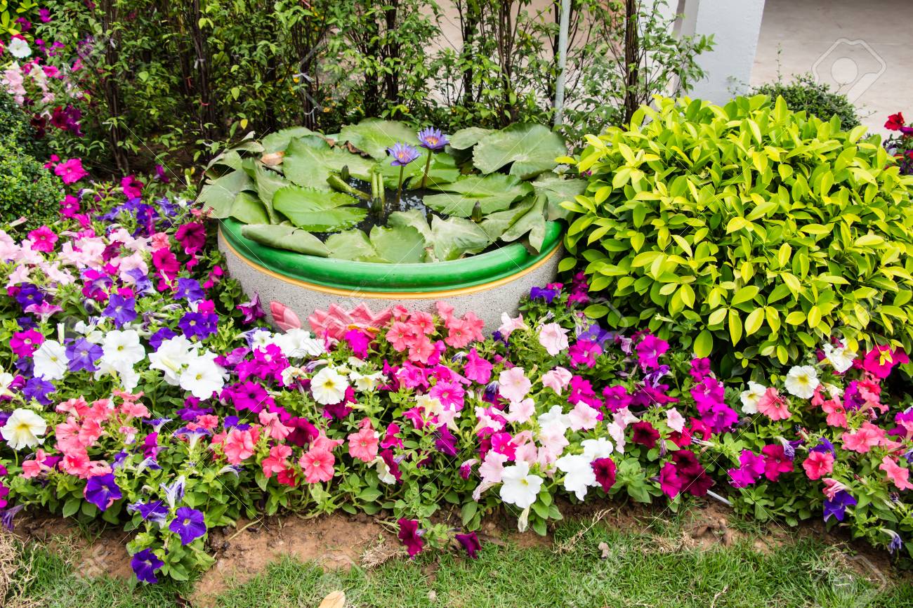 庭のペチュニアの花 の写真素材 画像素材 Image