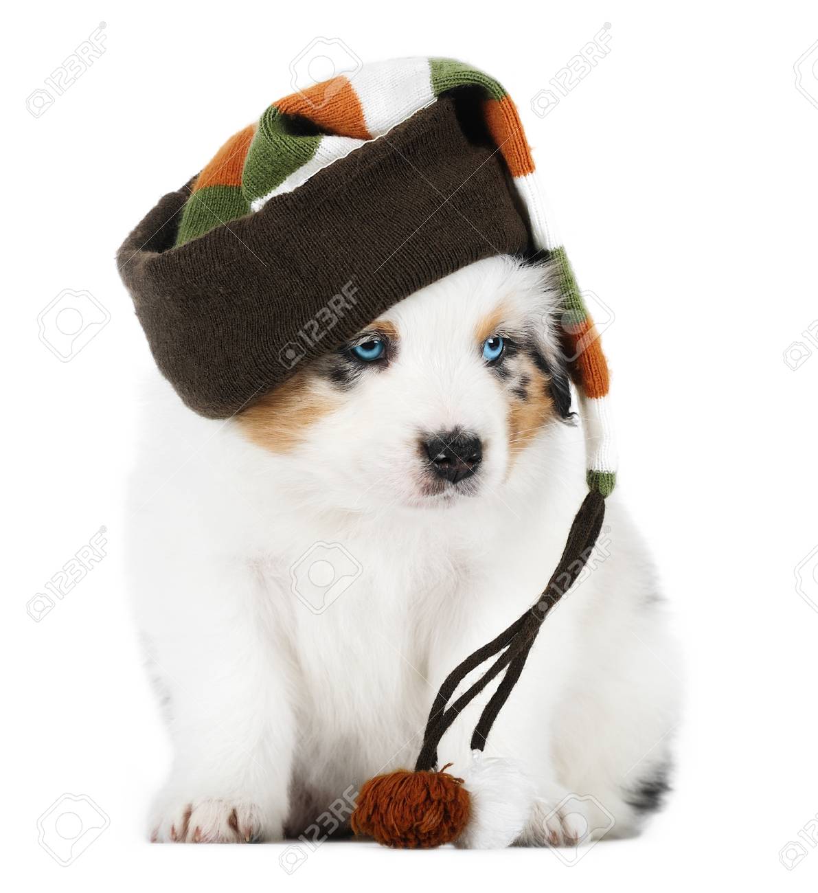 australian shepherd hat