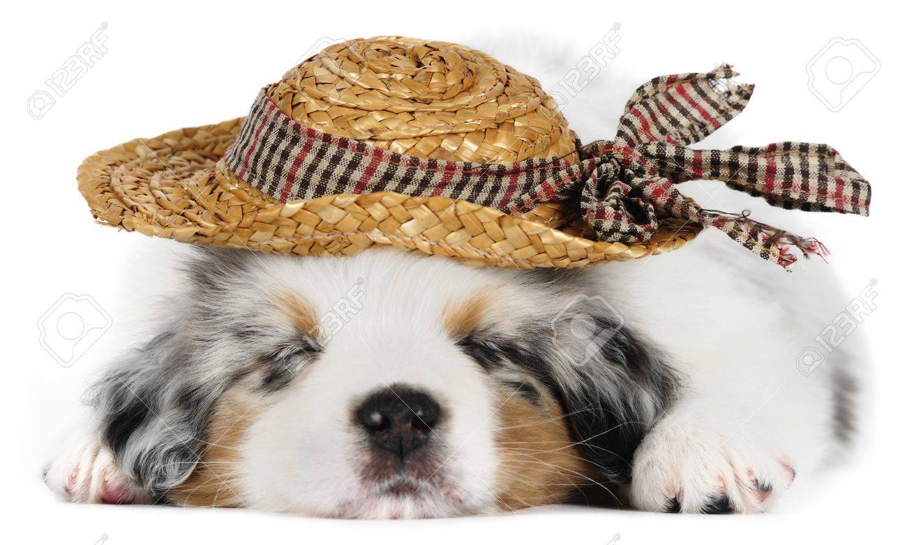 australian shepherd hat
