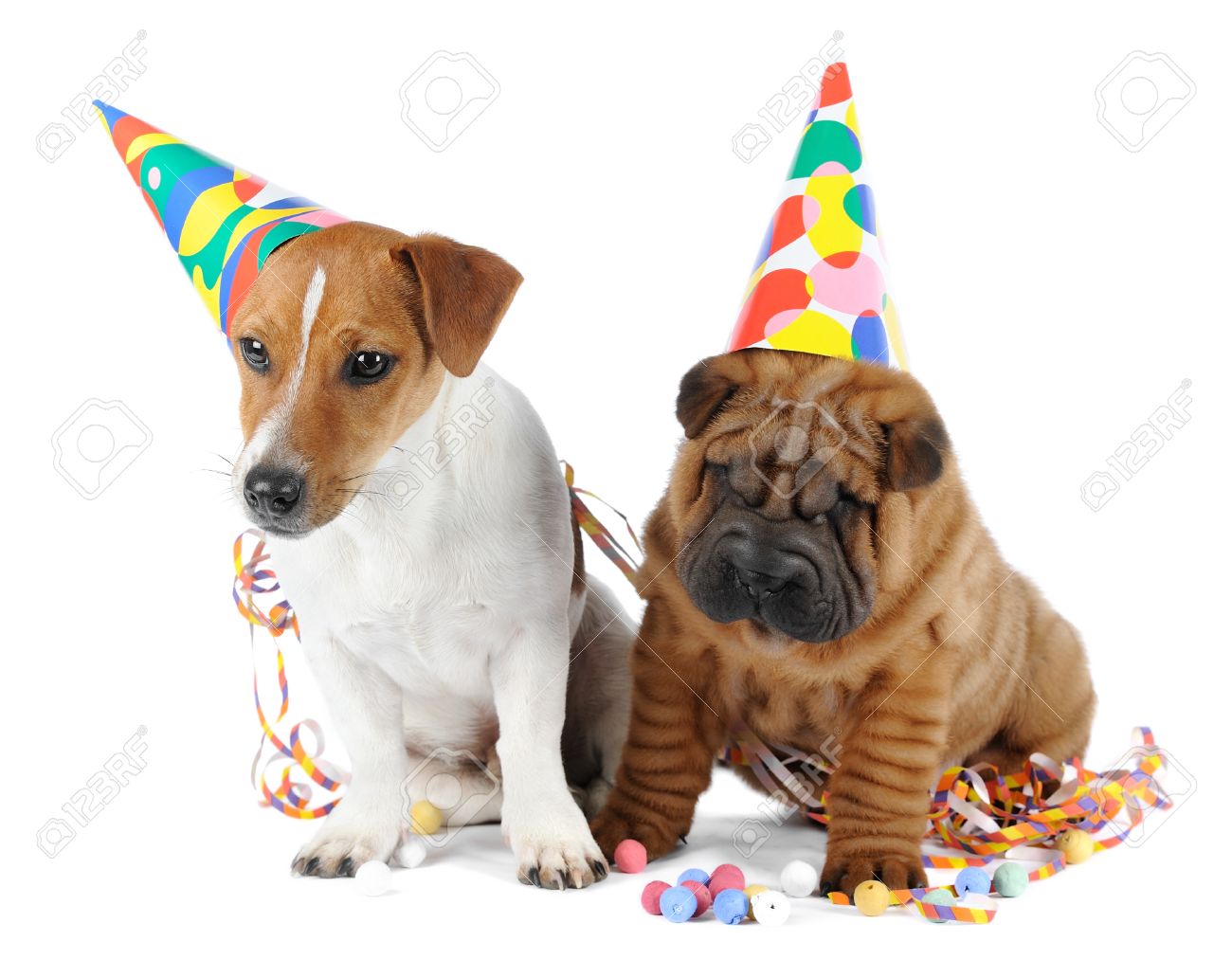 shar pei jack russell