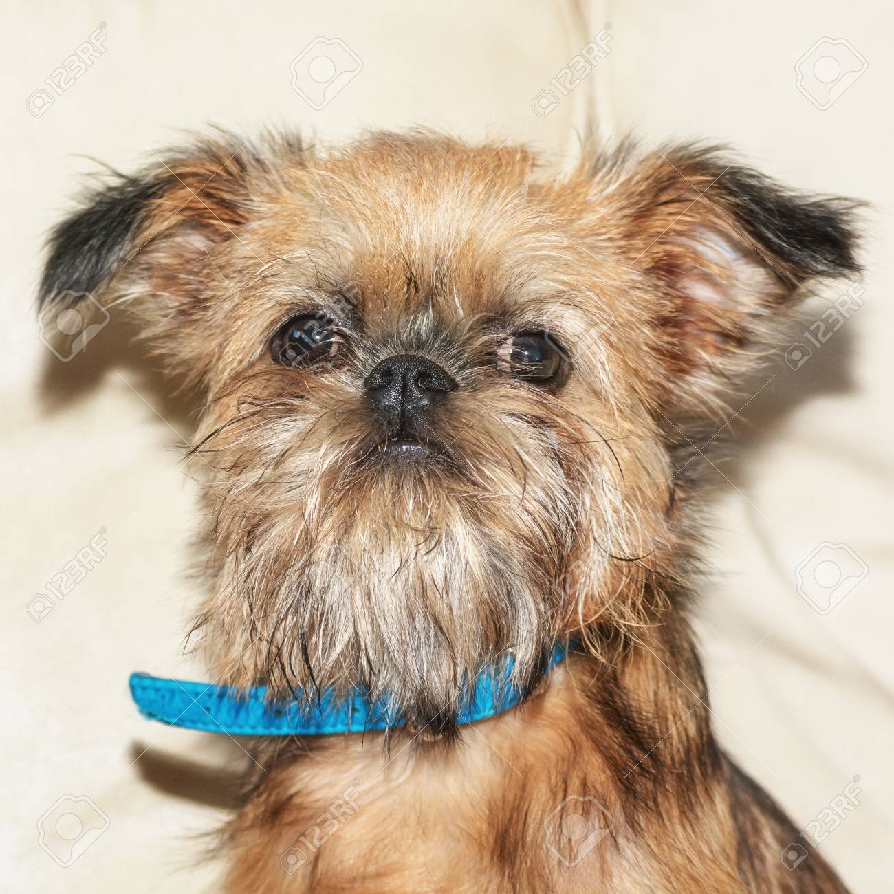 親愛なる子犬ブリュッセル グリフォンは 庭でのカメラのポーズします の写真素材 画像素材 Image 9072 親愛なる子犬ブリュッセル グリフォンは 庭でのカメラのポーズします の写真素材 画像素材 Image 9072