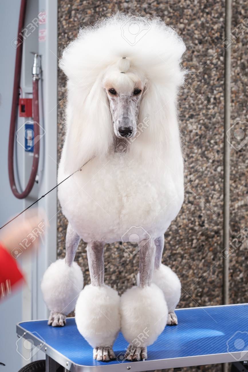 french poodle