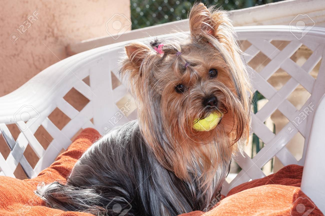 Yorkie ball Clearance