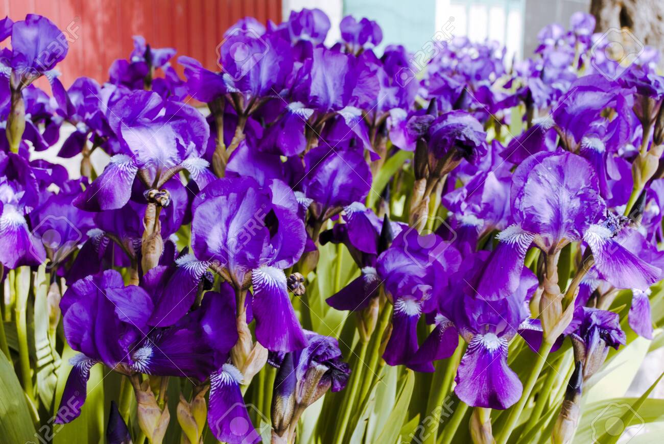 etiam-dictum-ipsum-a-felis