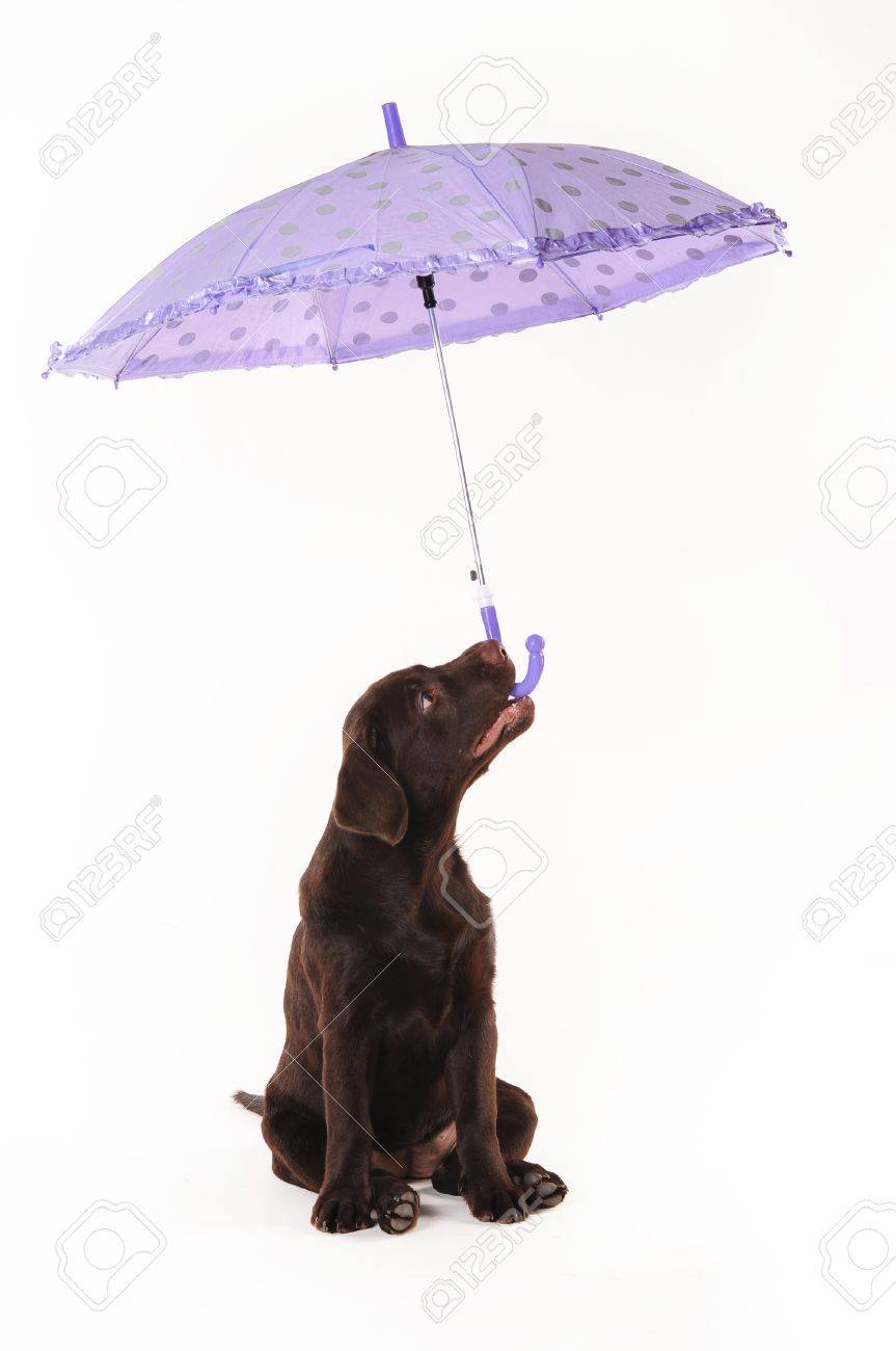 puppy umbrella