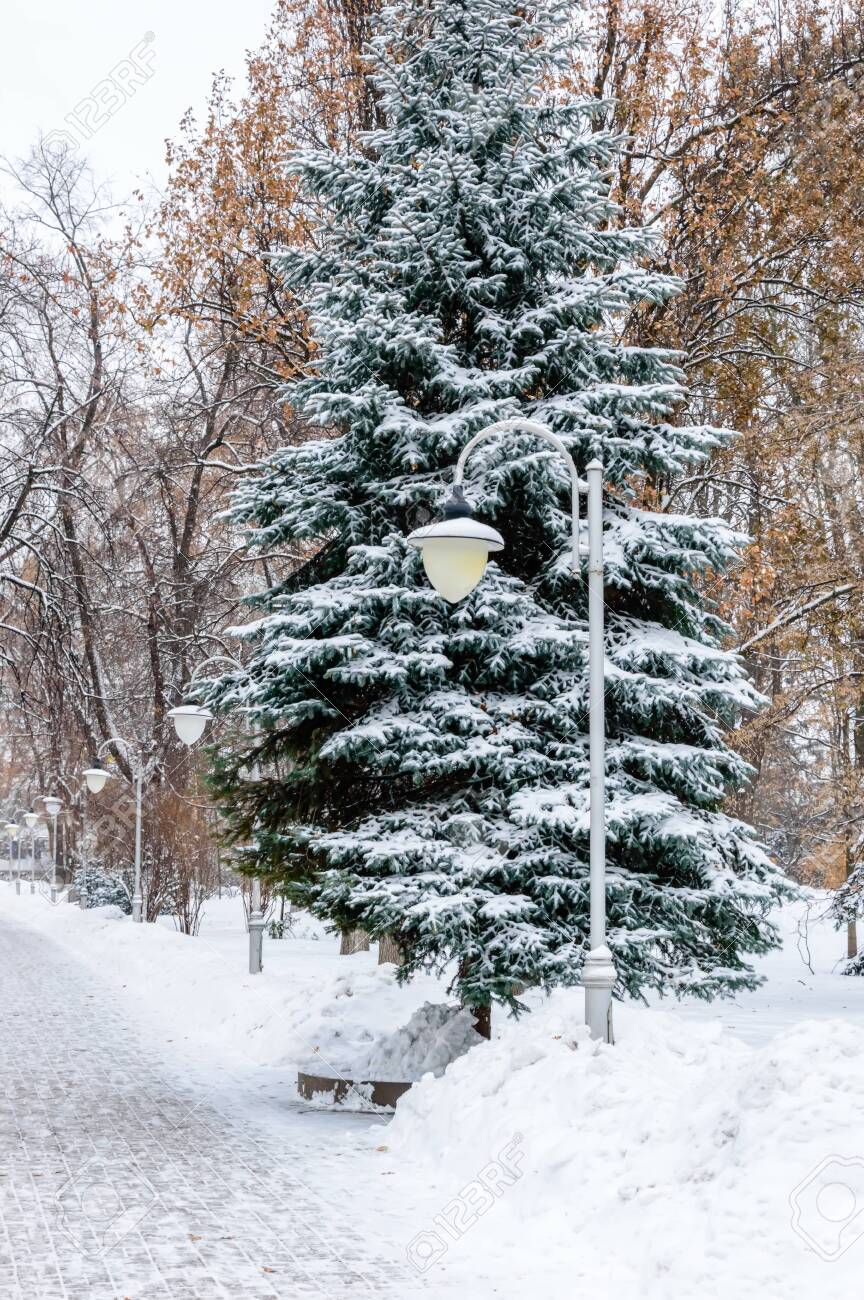 Snowy Winter Scene Snow Covered Path In A Park Fir Tree And Lanterns In Fresh Snow Trees With Orange Autumn Foliange In The Background Seasons Change Winter Background With Christmas Tree Stock