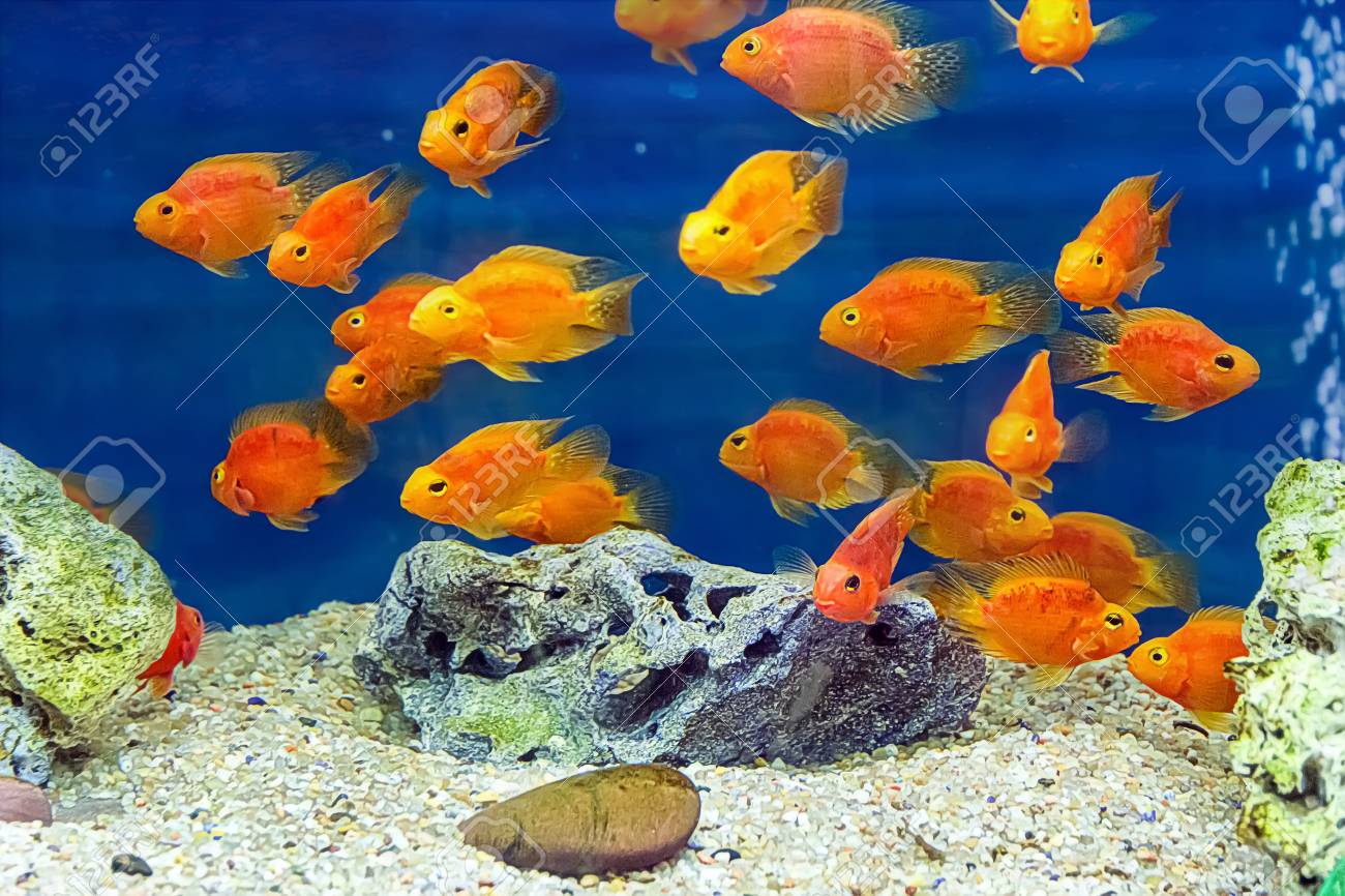 Aquarium fish parrots Aquarium fish parrots