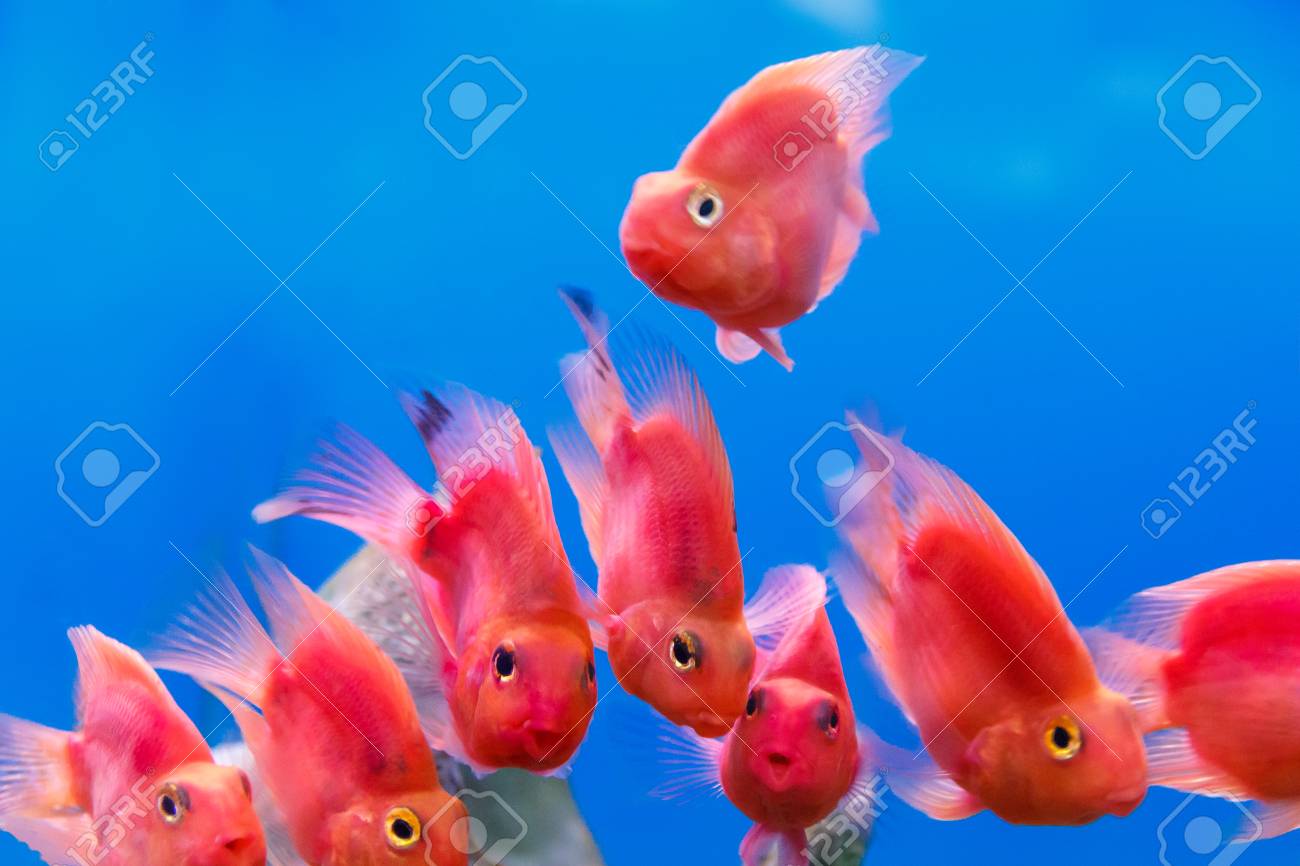 group of red parrot cichlid fishes on blue background stock photo
