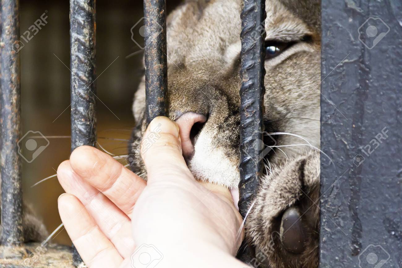 etiam-dictum-ipsum-a-felis