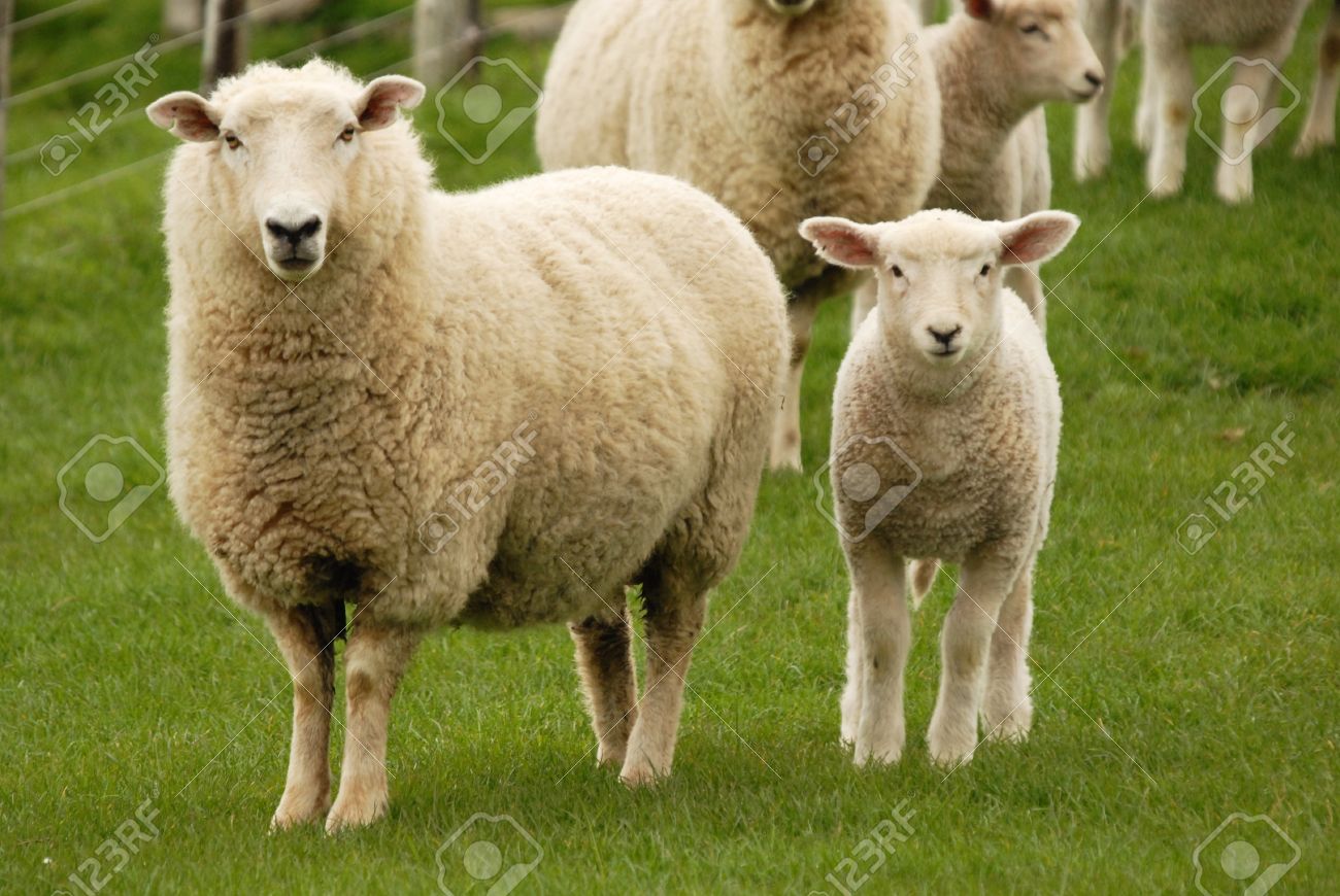 sheep stock photos royalty free sheep images