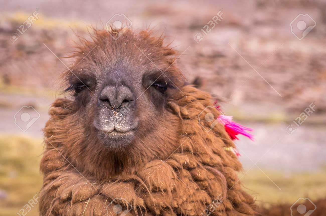 lamas