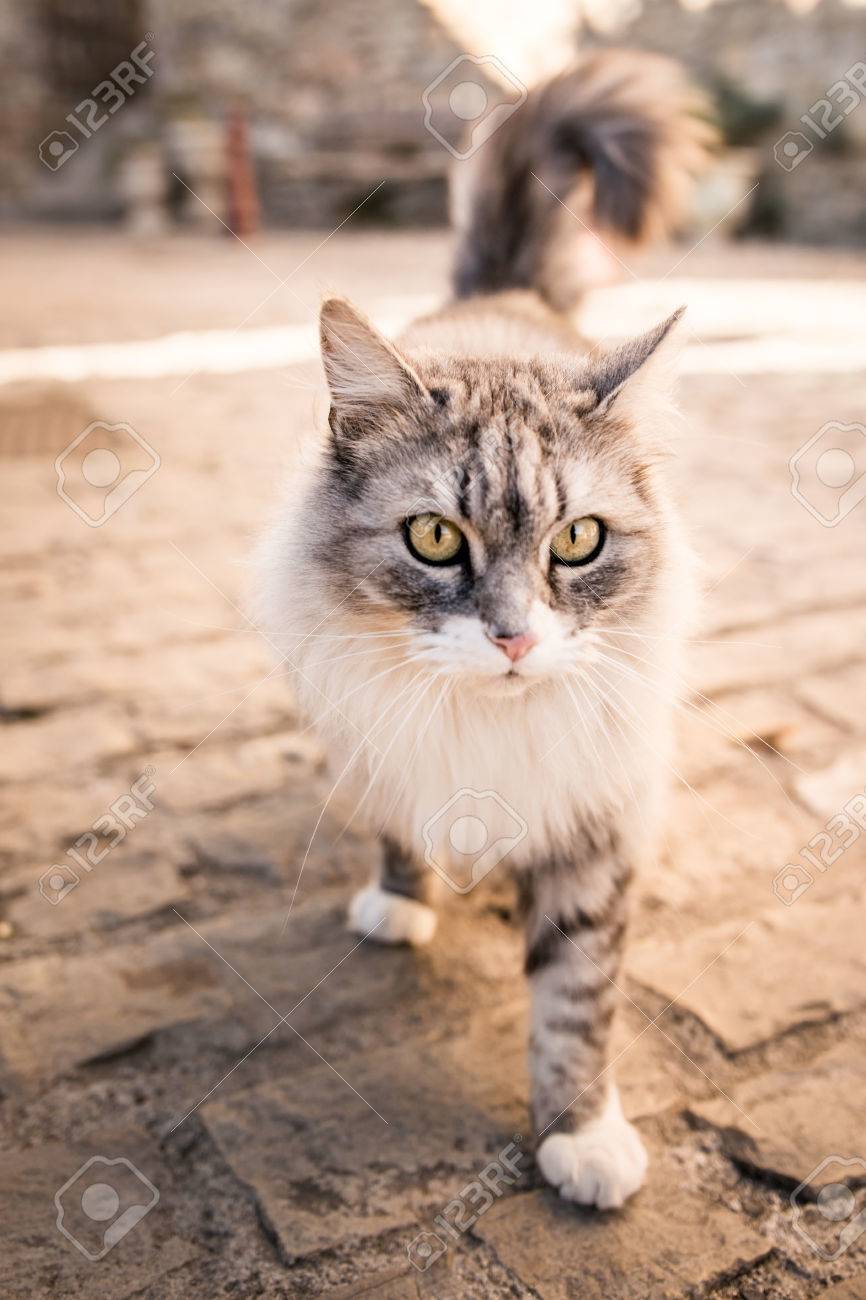 Un Beau Câlin Chat Blanc Et Gris Coloré Au Jeune âge De La Marche En Plein Air Sur La Rue