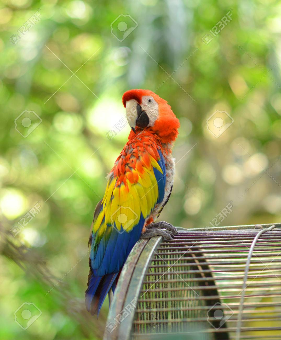 red yellow blue macaw parrot outside the cage stock photo picture