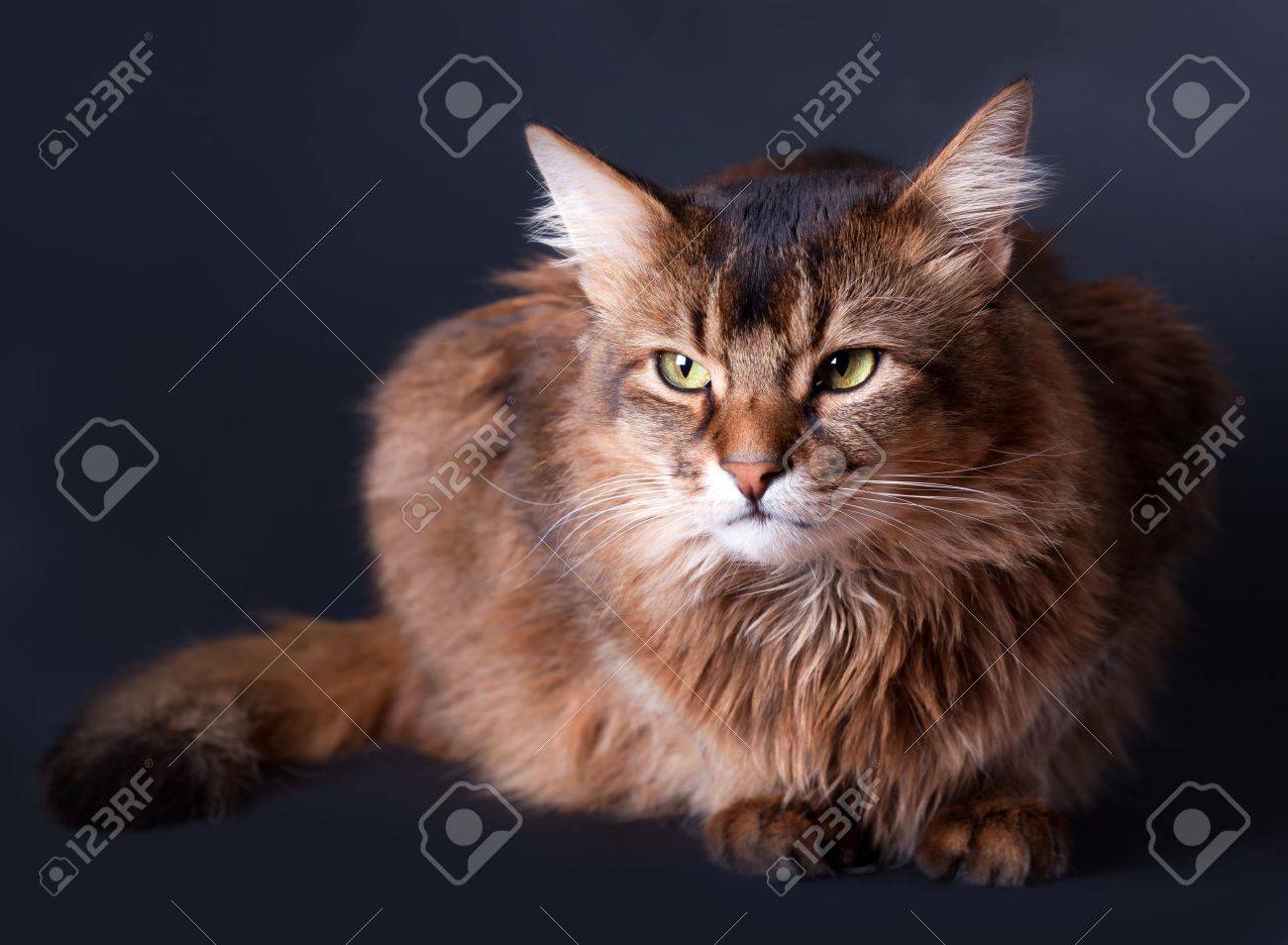 Rudy Somali Cat Portrait On Grey Background Stock Photo, Picture And  Royalty Free Image. Image 8907142.