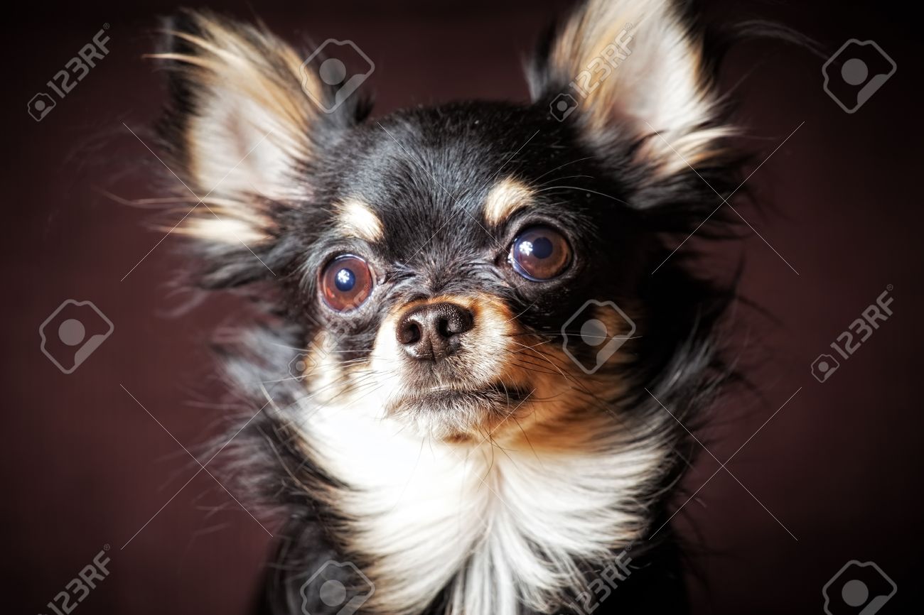 long hair chihuahua black