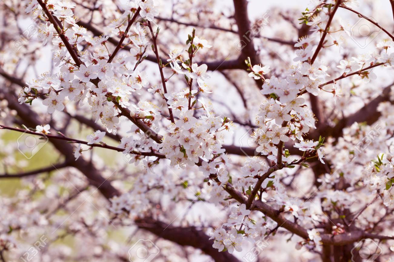 Arbre Fleur Avec Des Fleurs De Printemps Fond De Printemps Effet Coloré