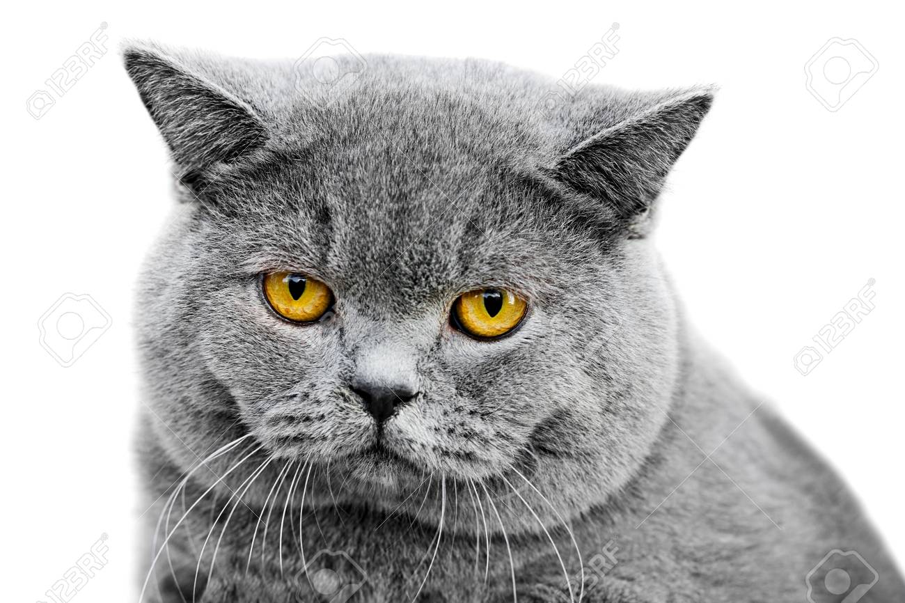 Portrait De Chat Gris Britannique Avec Un Triste Yeux Jaunes Isolé Sur Blanc