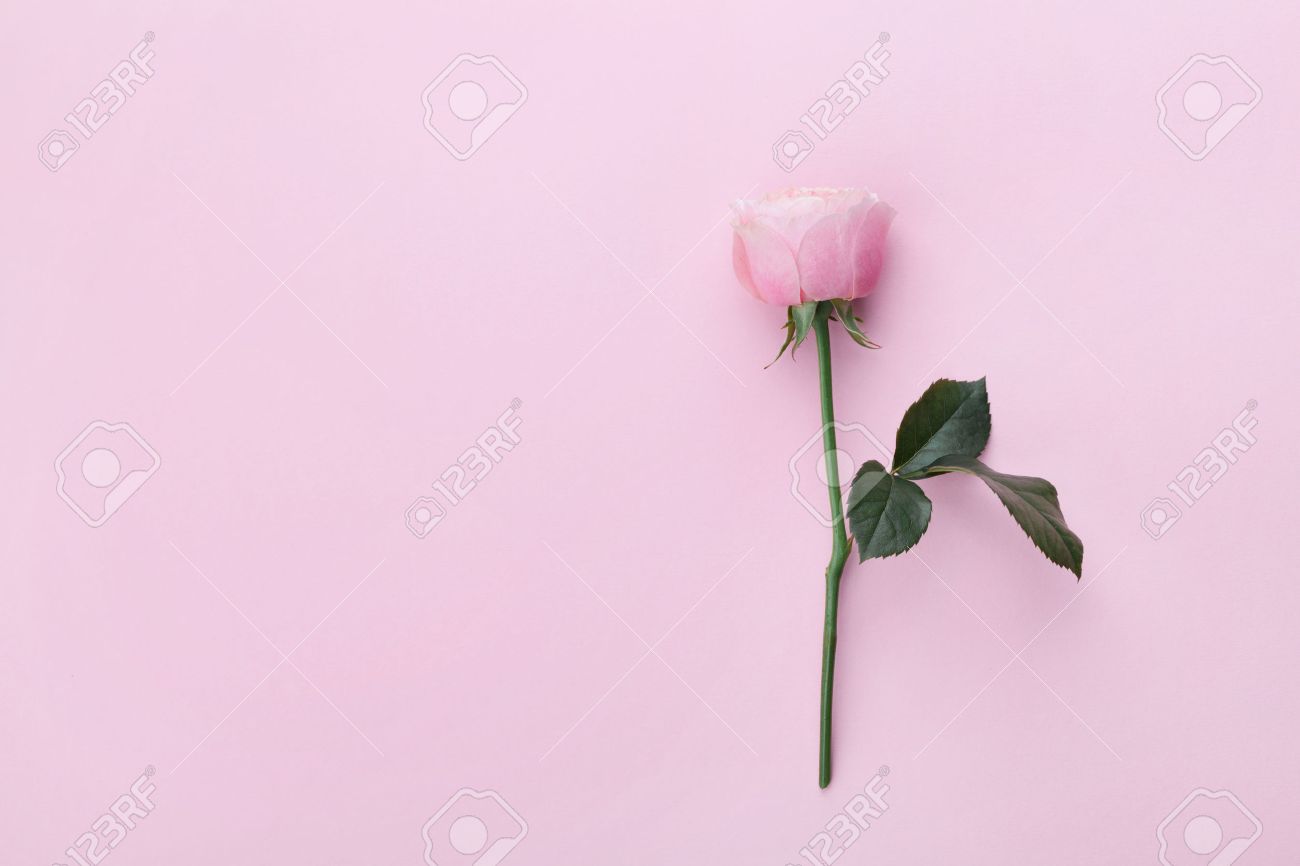 pink rose flower on