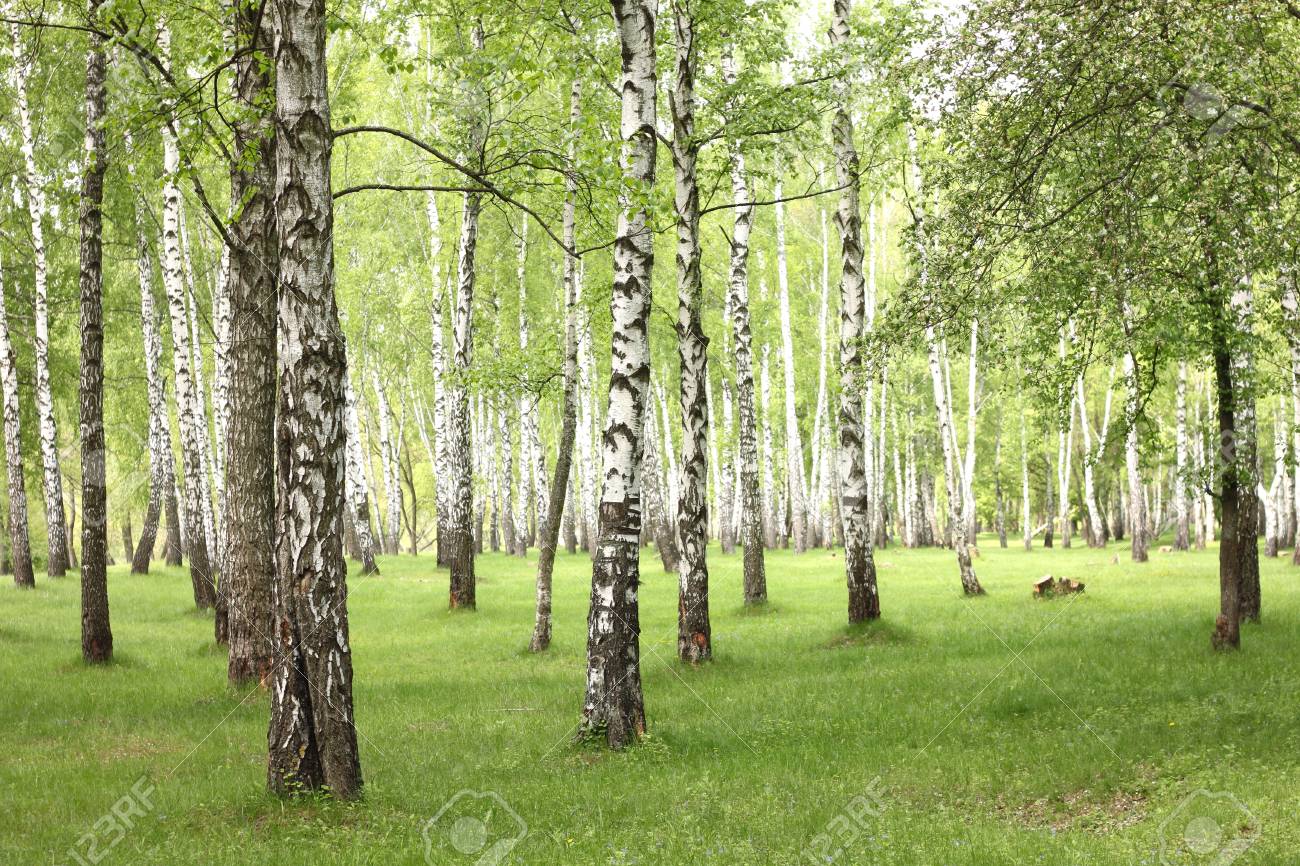 Summer birch trees in forest, beautiful birch grove, birch-wood, green landscape - 58395623 Summer birch trees in forest, beautiful birch grove, birch-wood, green landscape - 58395623
