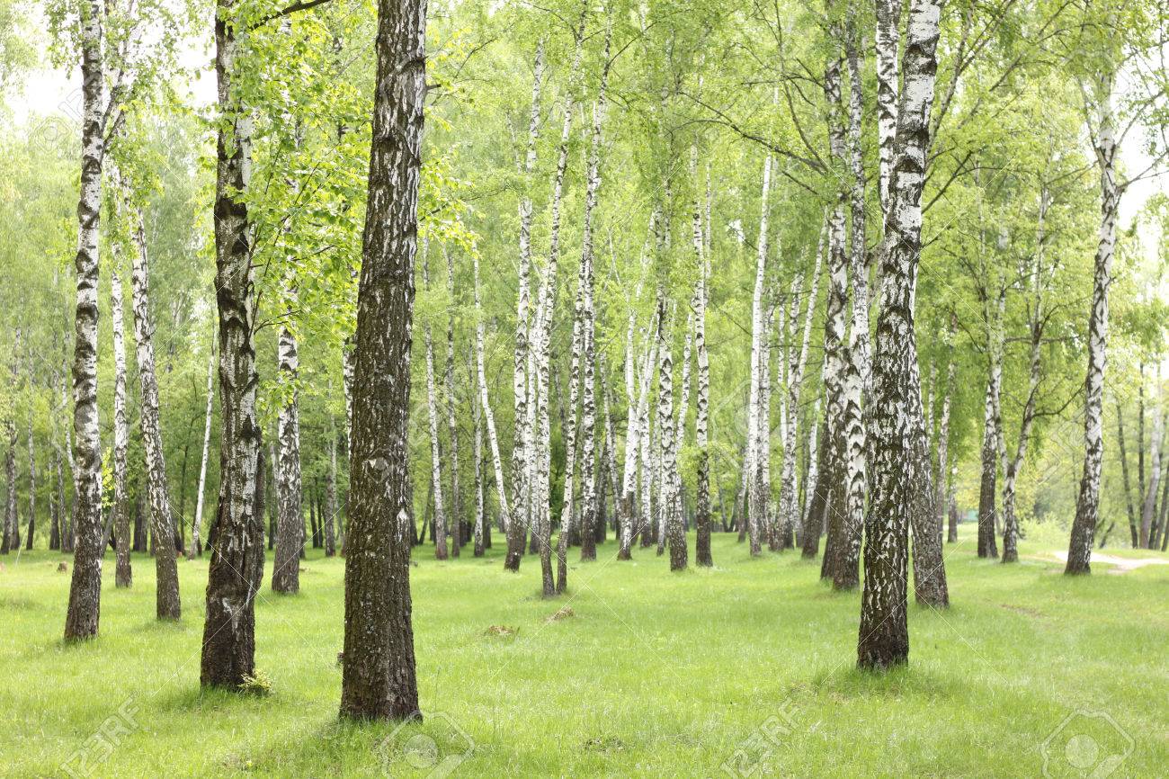 森林 美しい白樺林 白樺の木 緑の風景夏樺の木 の写真素材 画像素材 Image 森林 美しい白樺林 白樺の木 緑の風景夏樺の木 の写真素材 画像素材 Image