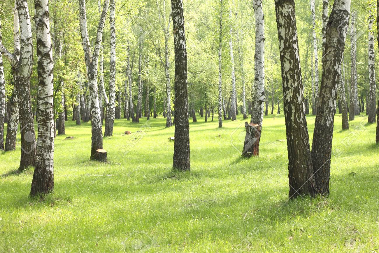 森林 美しい白樺林 白樺の木 緑の風景夏樺の木 の写真素材 画像素材 Image 森林 美しい白樺林 白樺の木 緑の風景夏樺の木 の写真素材 画像素材 Image