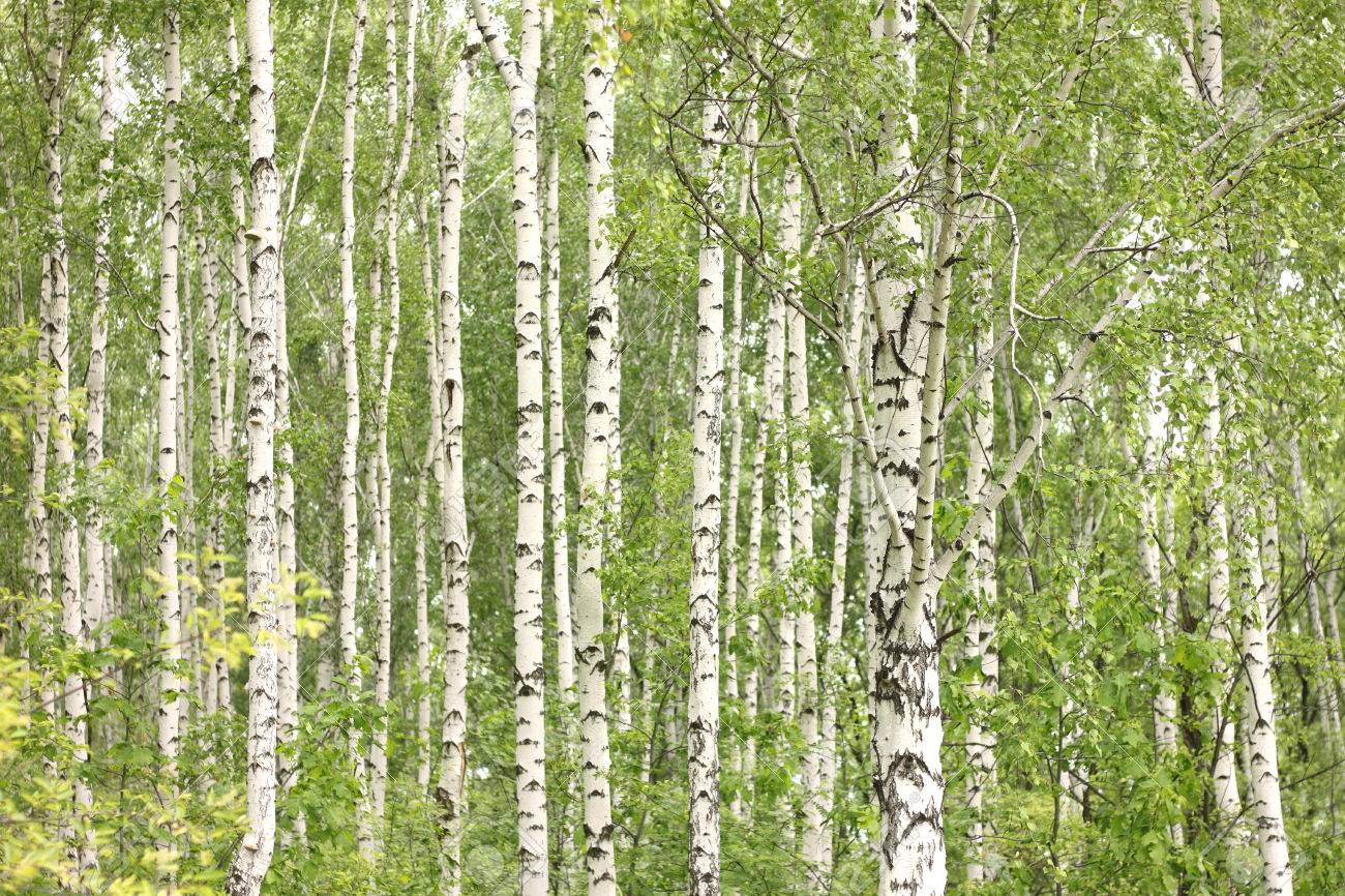 Birch place