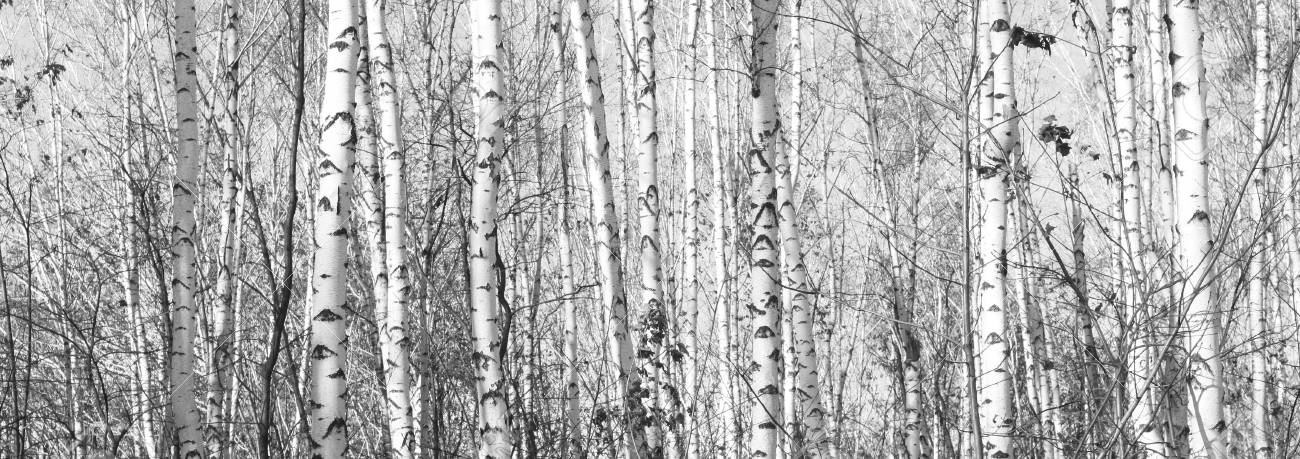 Bela Paisagem Com Vidoeiros Panorama Preto E Branco Com Betulas No Estilo Retro Bosque Do Vidoeiro No Outono Os Troncos De Arvores De Vidoeiro Preto E Branco Foto Panoramica De Troncos De