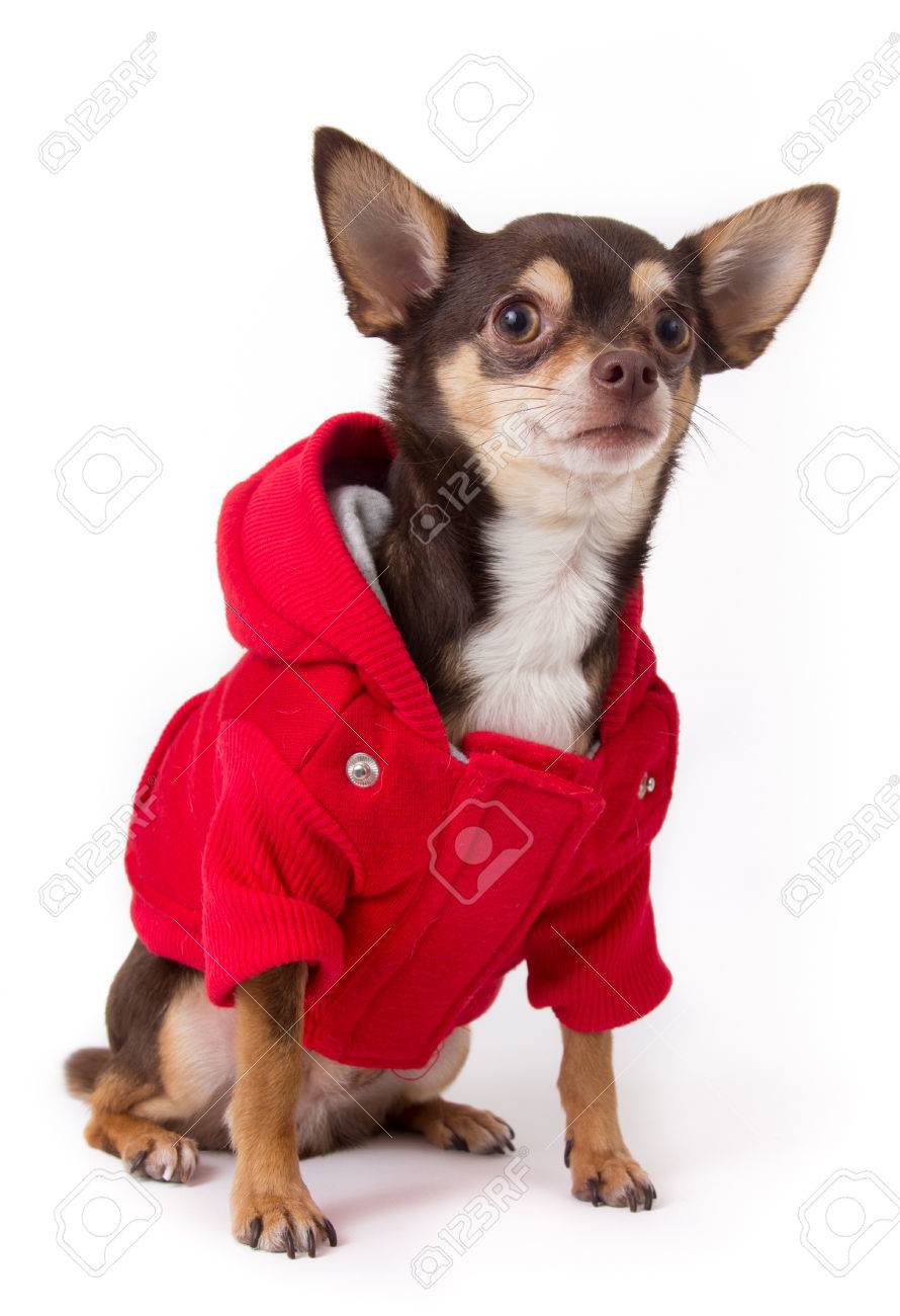 赤いコートで可愛いチワワ犬 の写真素材 画像素材 Image 赤いコートで可愛いチワワ犬 の写真素材 画像素材 Image